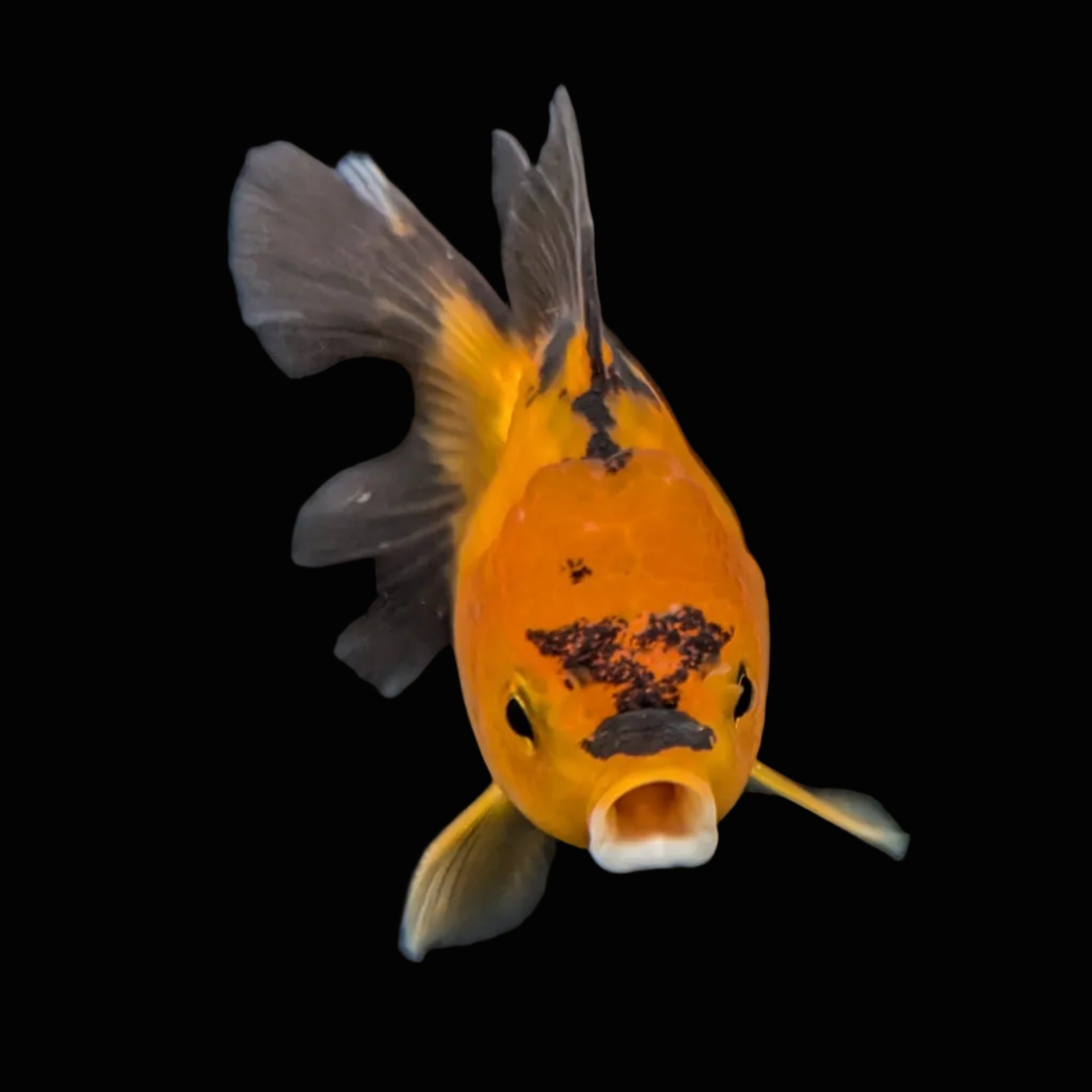 Juvenile Oranda Tricolor 3.5"-4" in.  ID#417T7A-014