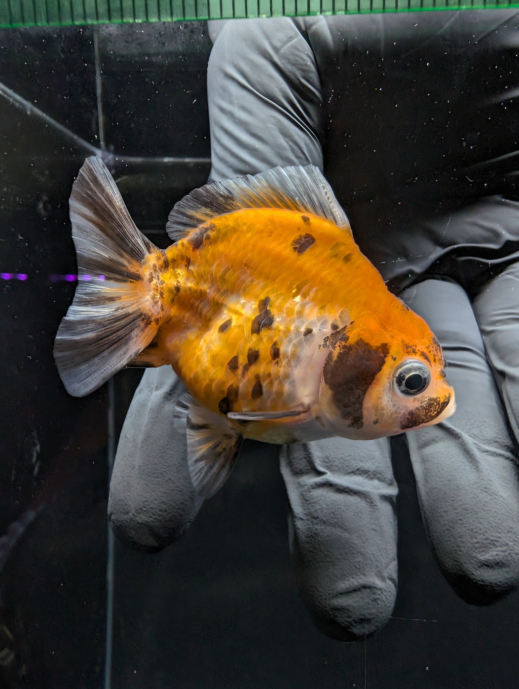 Baby Thai Shogun Oranda Calico 2"-2.5" in. ID#1016BSG11A-007
