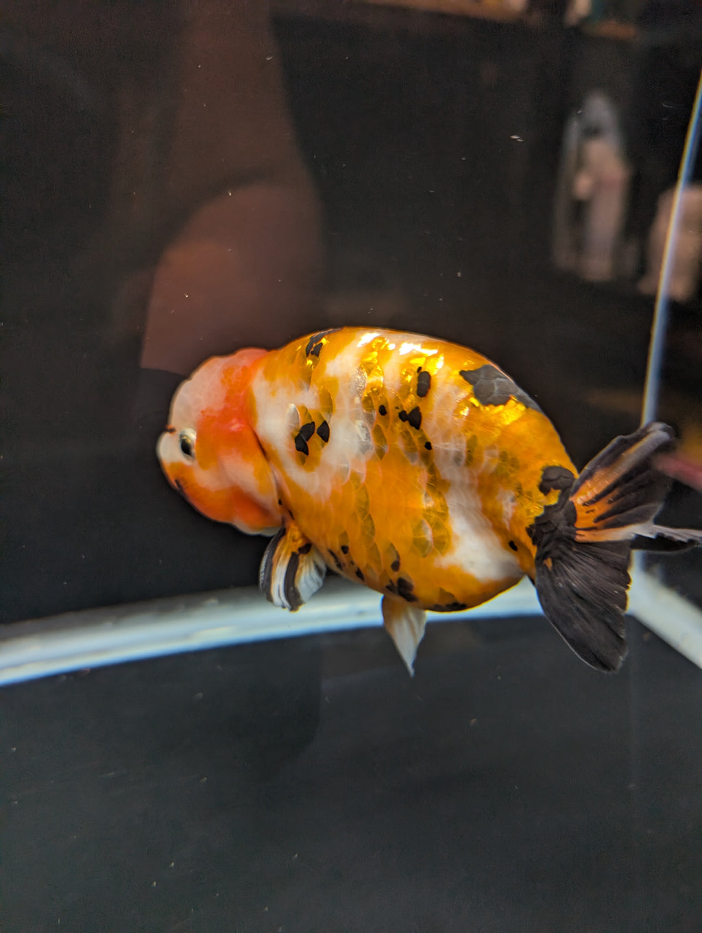 Jumbo Ranchu Calico 4.5"-5" in. ID#821R8A-032
