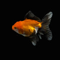 Juvenile Oranda Tricolor 3.5"-4" in.  ID#327T13b-039