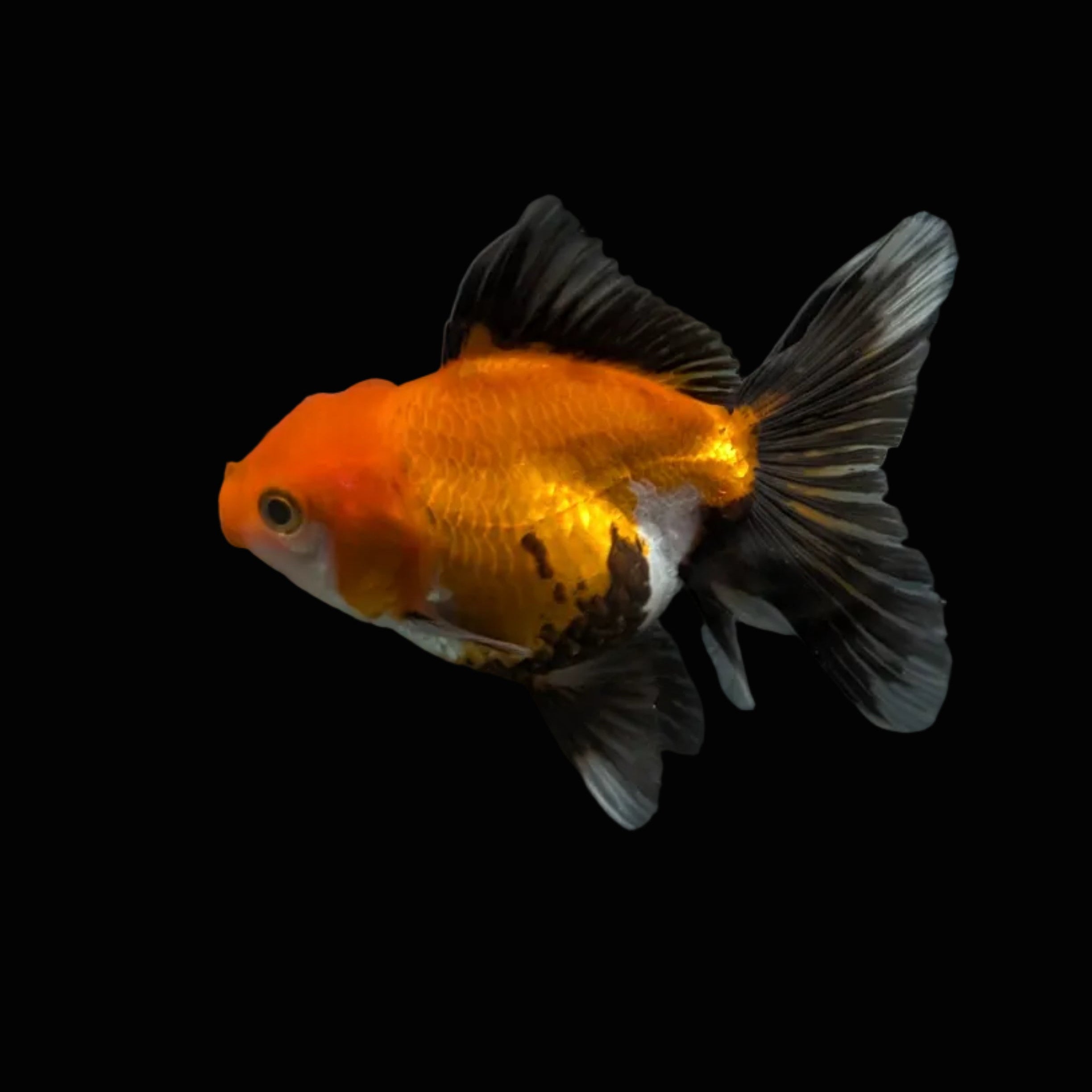Juvenile Oranda Tricolor 3.5"-4" in.  ID#327T13b-039