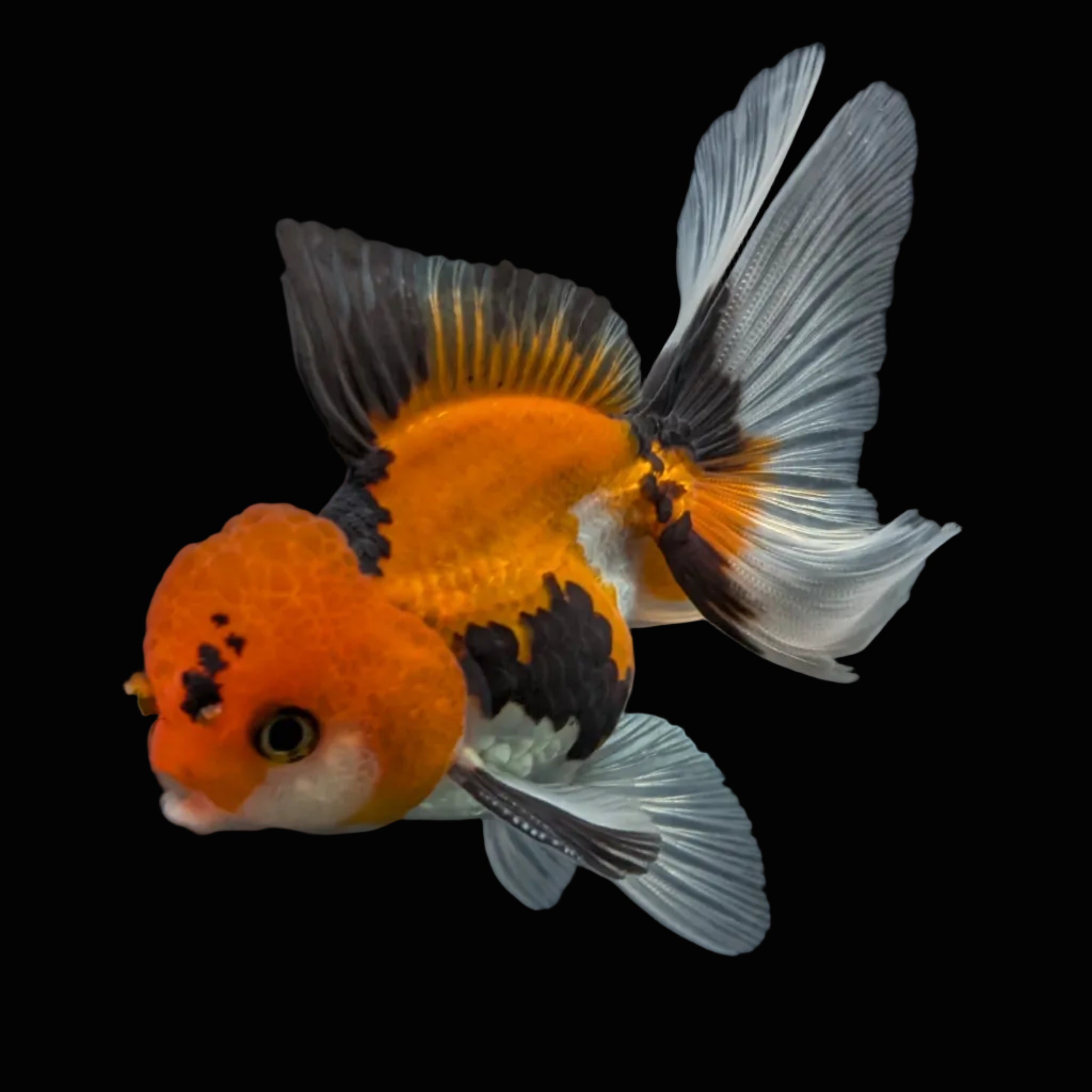 Juvenile Oranda Tricolor 3.5"-4" in.  ID#424T1A-003