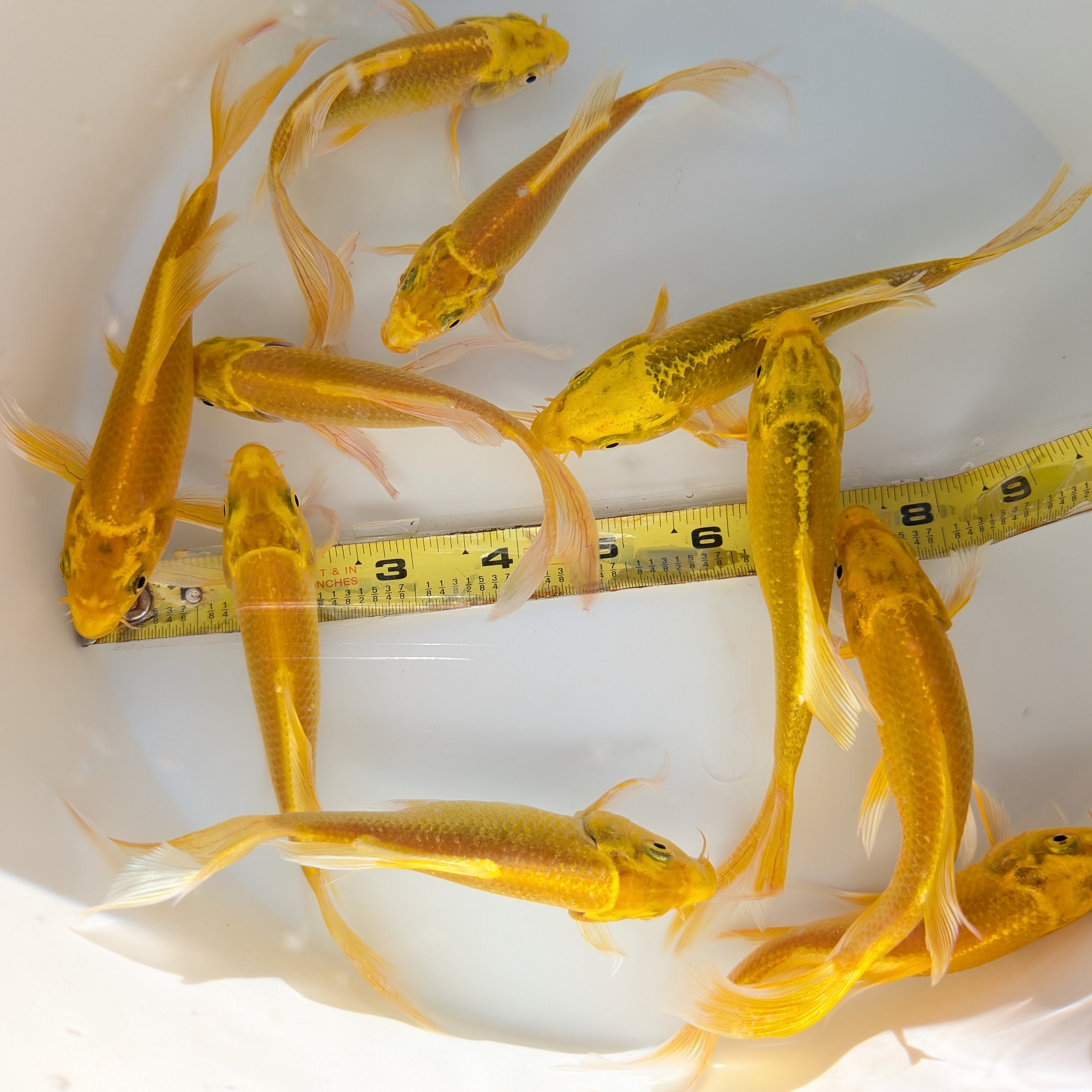 2Pack - Butterfly Yamabuki Ogon Koi 5"-6" in.  *Assorted