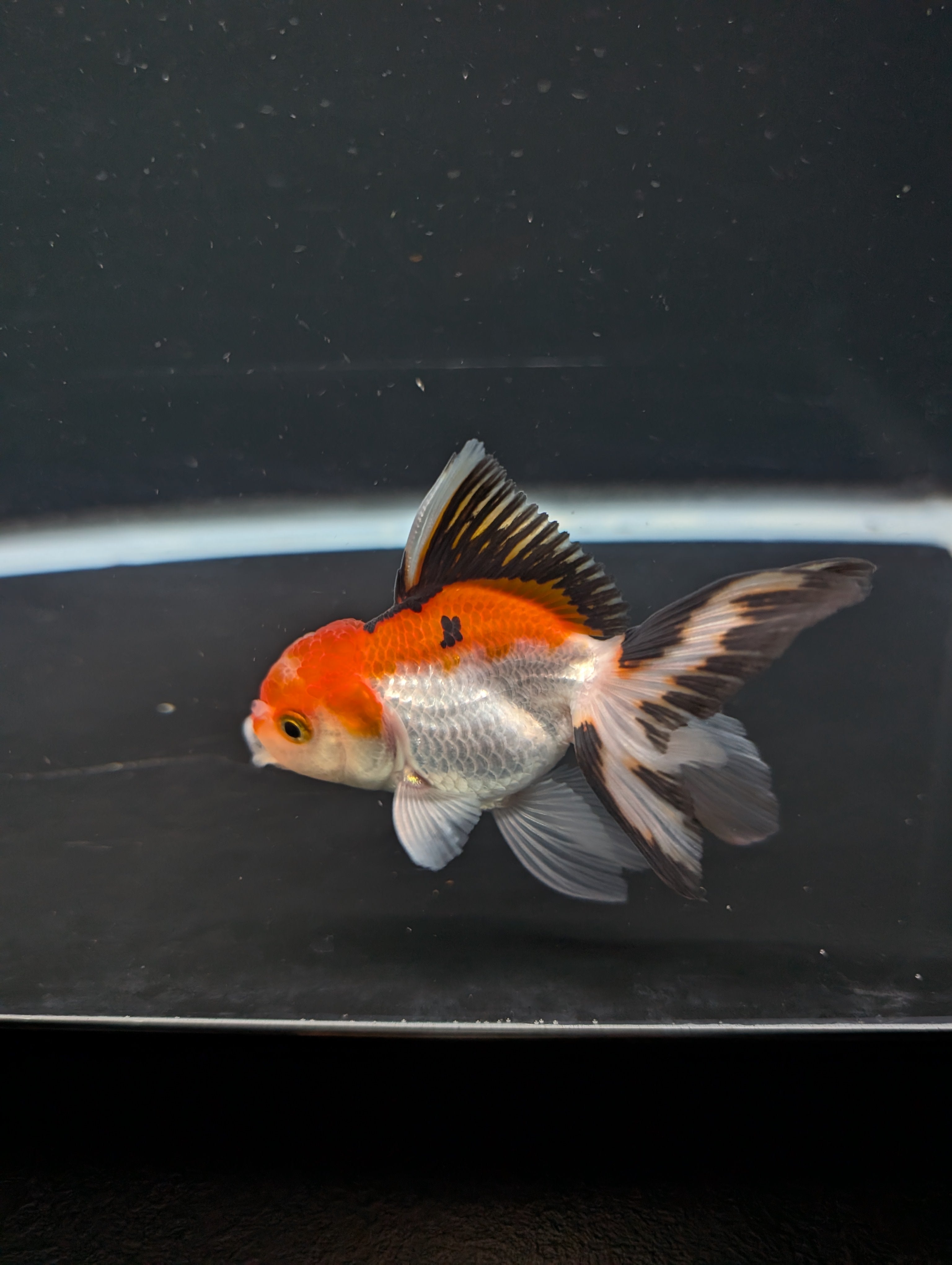 Juvenile Thai Oranda Tricolor 3"in.  ID#821T1A-021