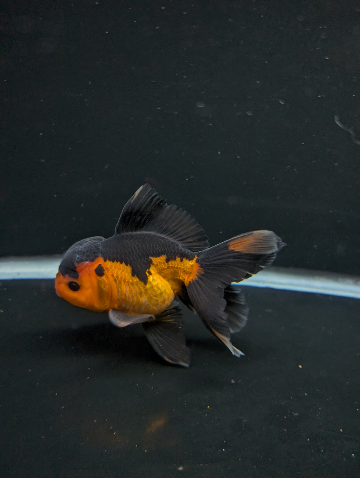 Thai Oranda Red Black 4"-4.5"in.  ID#1016T1A-004