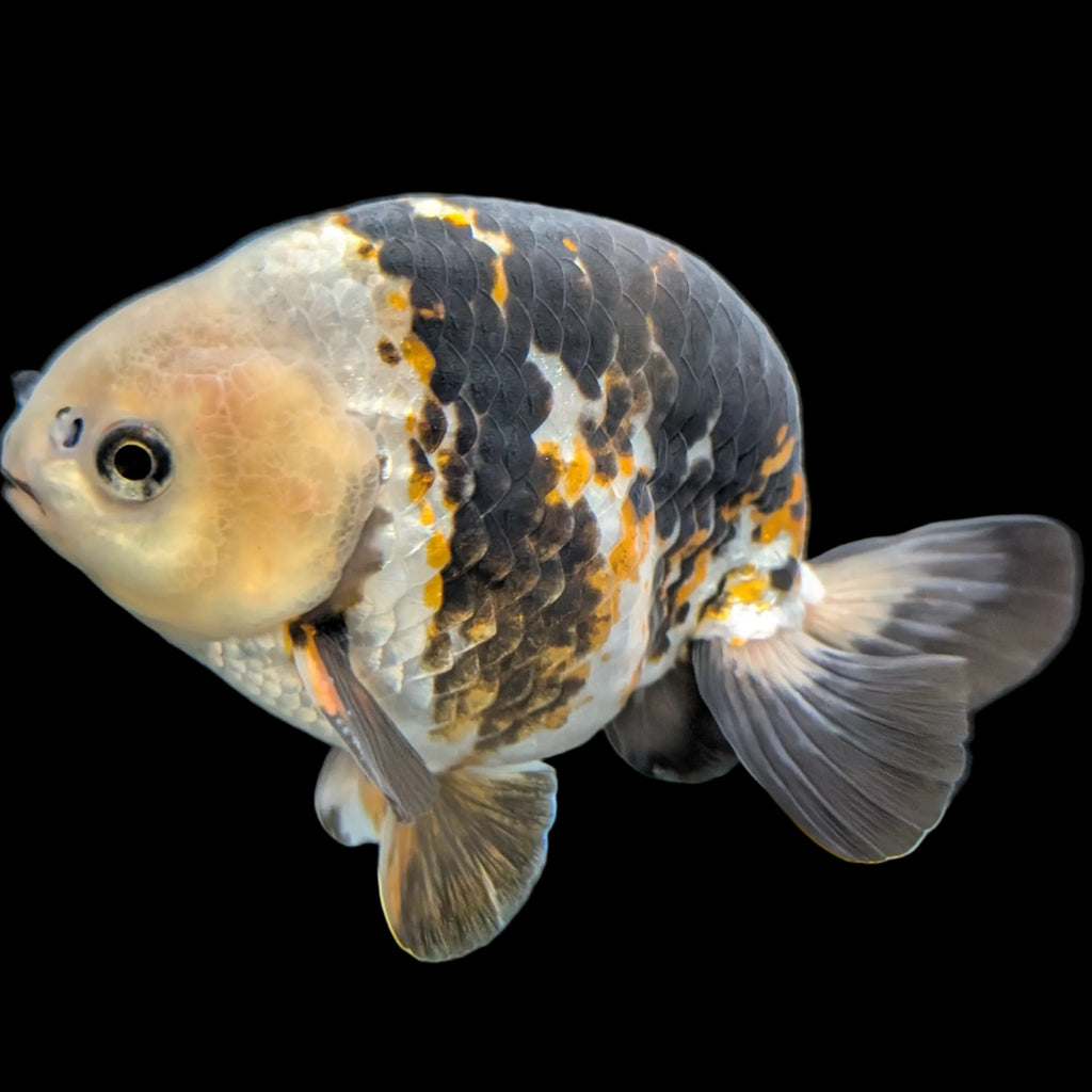 Jumbo Ranchu  AA Grade *Special Color Calico 5"-5.5" in. ID#116R4B-02