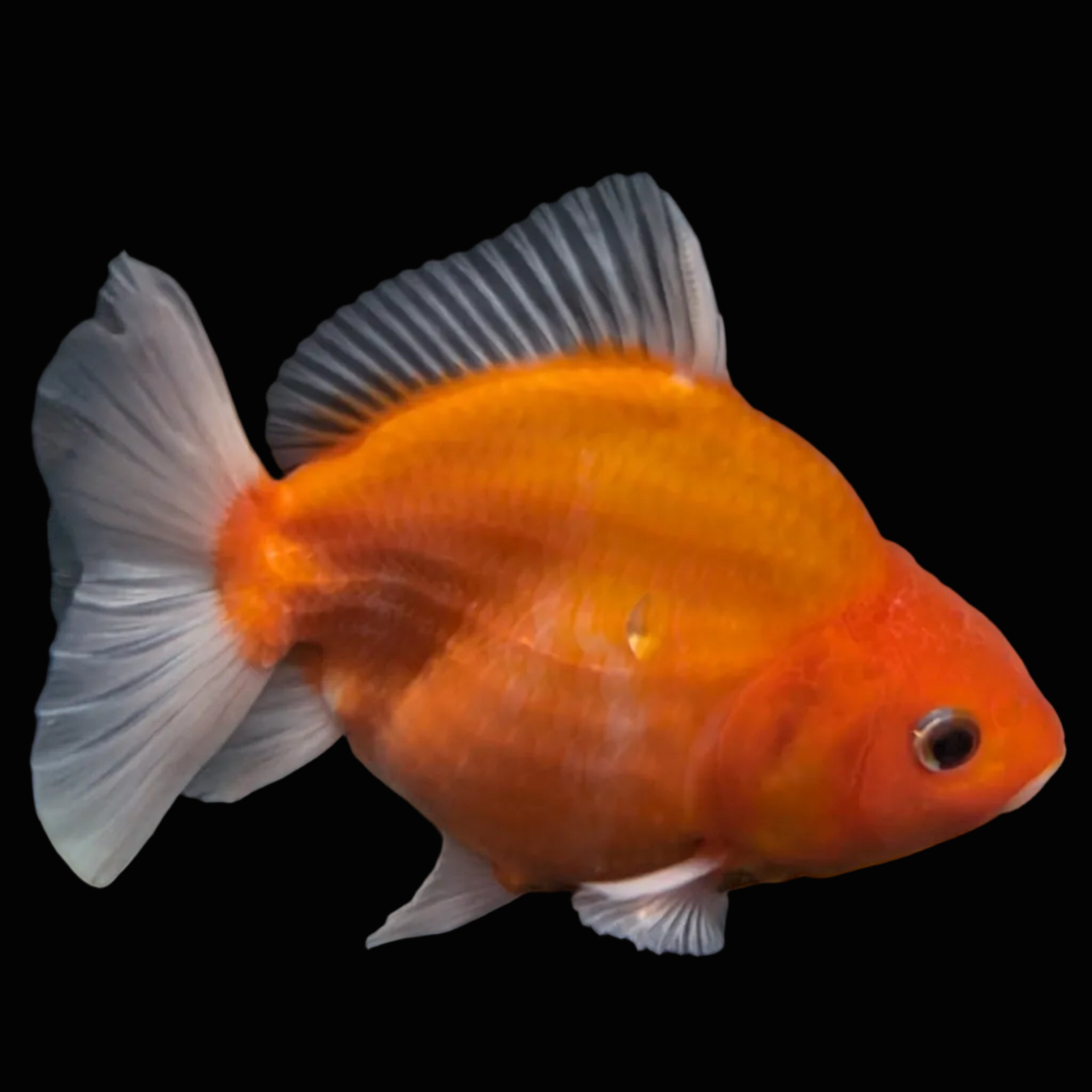 Jumbo Oranda Yuan Bao Sakura   4"-4.5"in. ID#807SB13A-004
