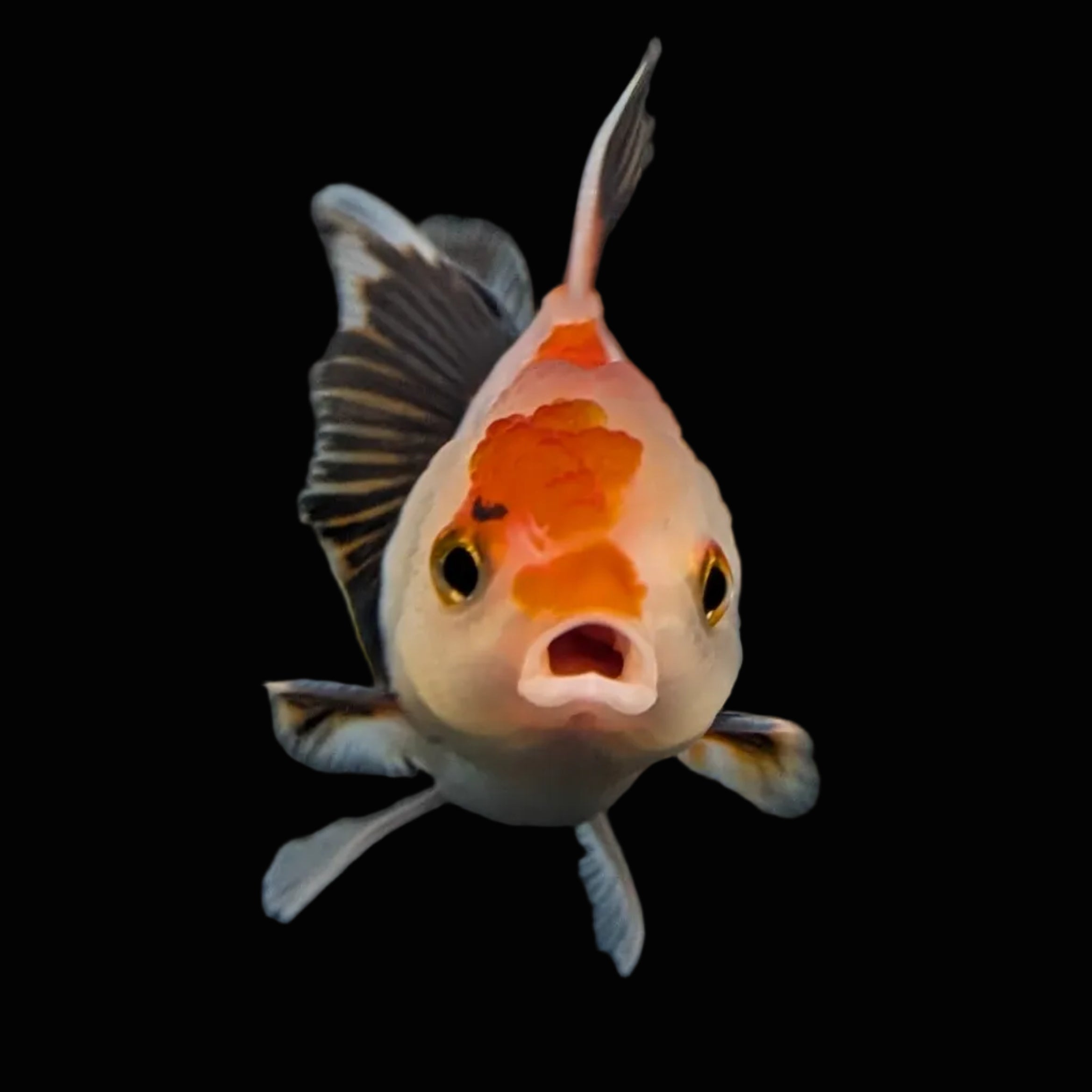 Thai Baby Oranda Tricolor 3"in.  ID#807T1A-004