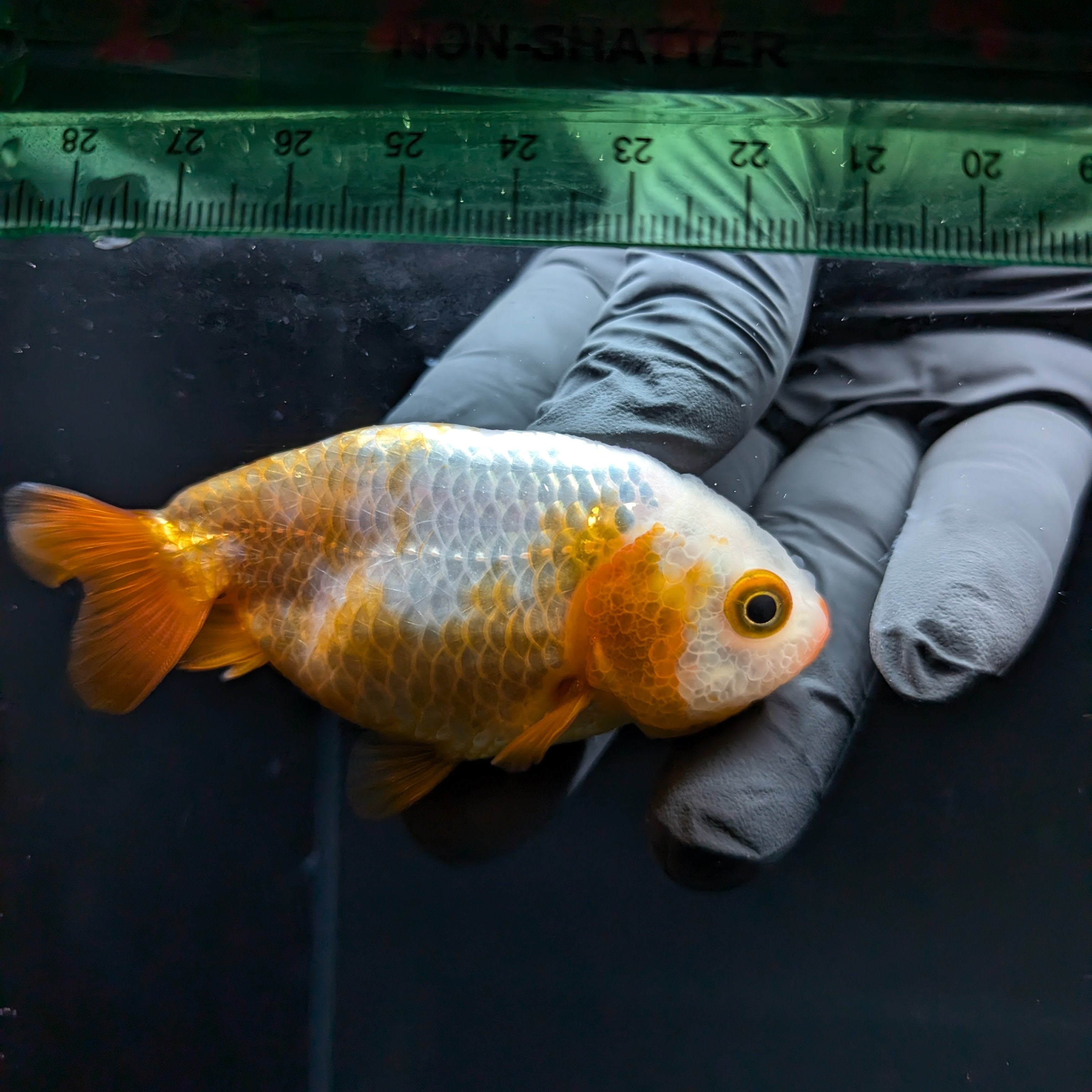Ranchu Calico 2.5"-3" in. ID#724R4A-023