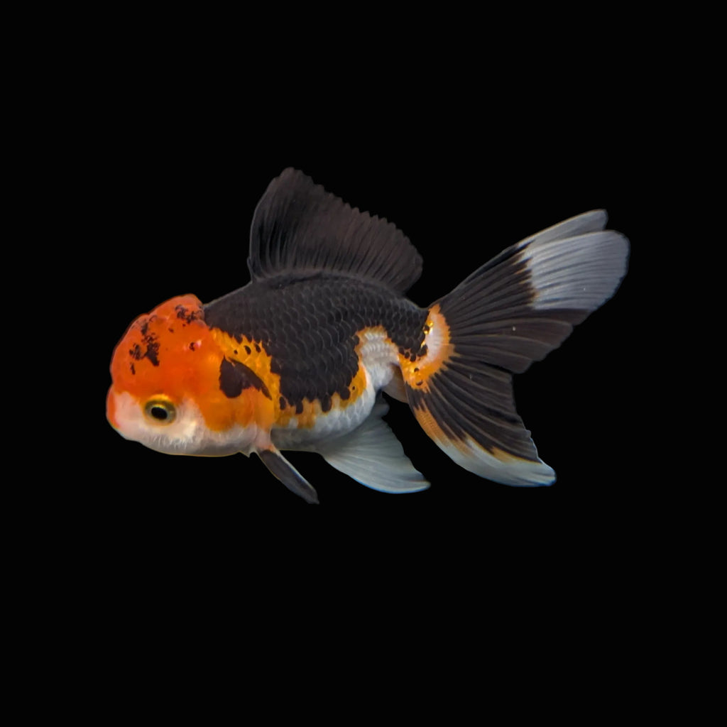 Juvenile Oranda Tricolor 3.5"-4" in.  ID#403T8A-007