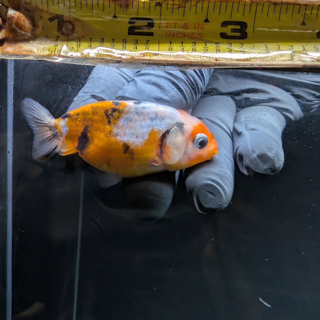 Baby Ranchu Calico 2"-2.5" in. ID#508R3A-017