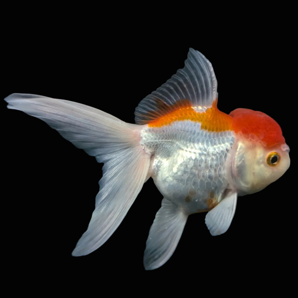 Jumbo Oranda Red White 6.5"-7"in.  ID#612T4B-012
