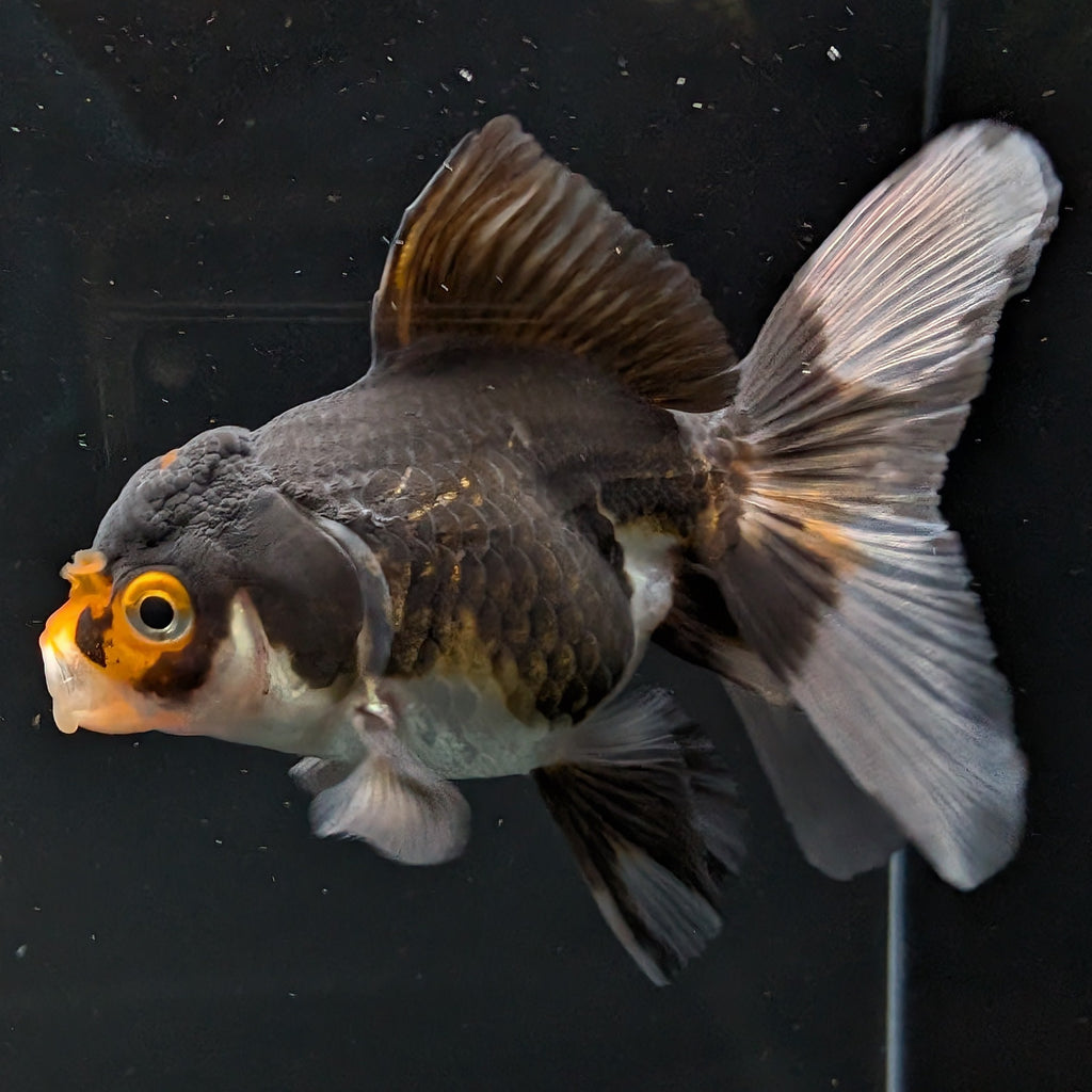 Thai Juvenile Oranda Tricolor 3"-3.5" in.  ID#626T1A-001