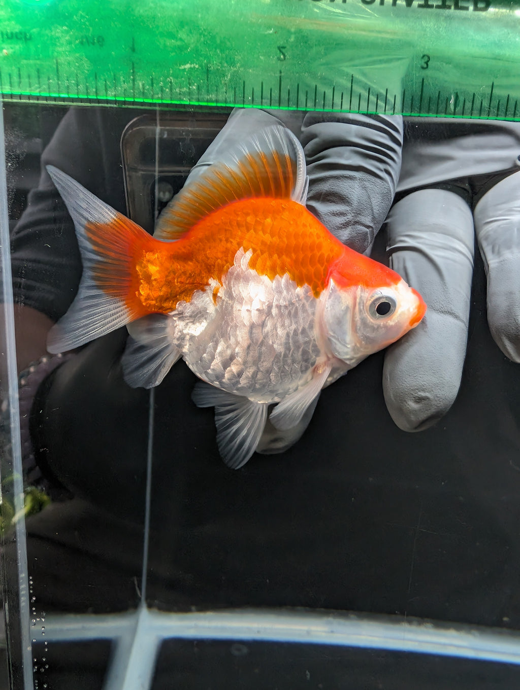 Tamasaba Kuchibeni Red White 3.5"in. ID#1023TM1B-029