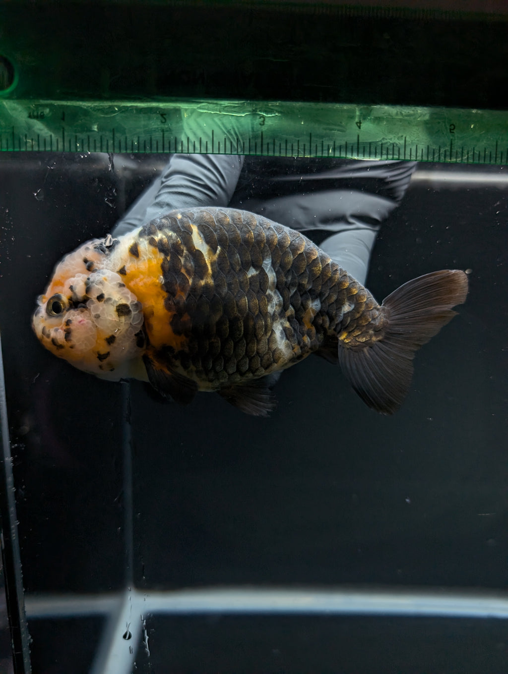 Jumbo Ranchu Calico 4.5"-5" in. ID#828R8A-055