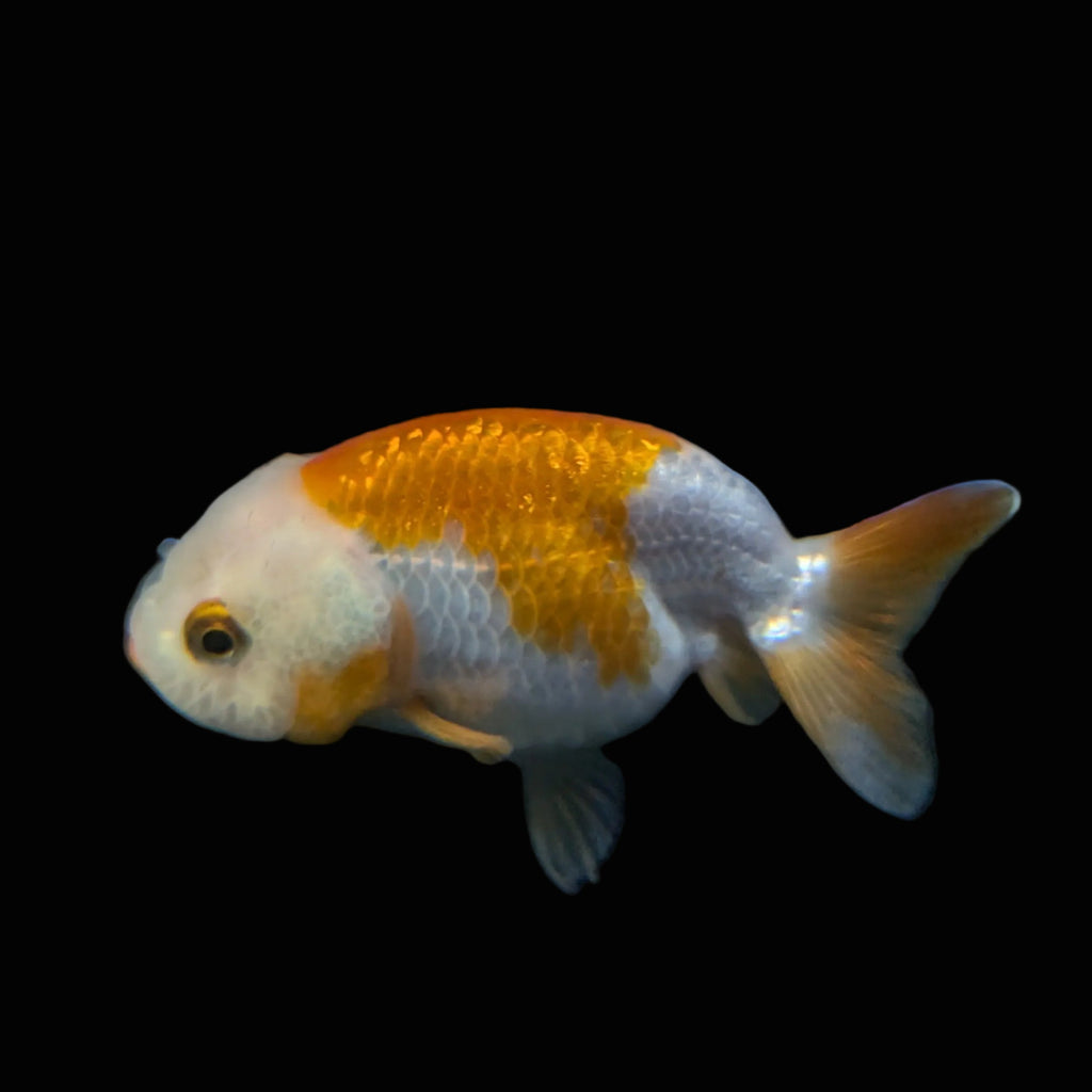 Ranchu Red White 3"-3.5" in. ID#403R7A-011