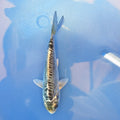 Doitsu Kikokuryu Koi  4"in. ID#806BFK-012