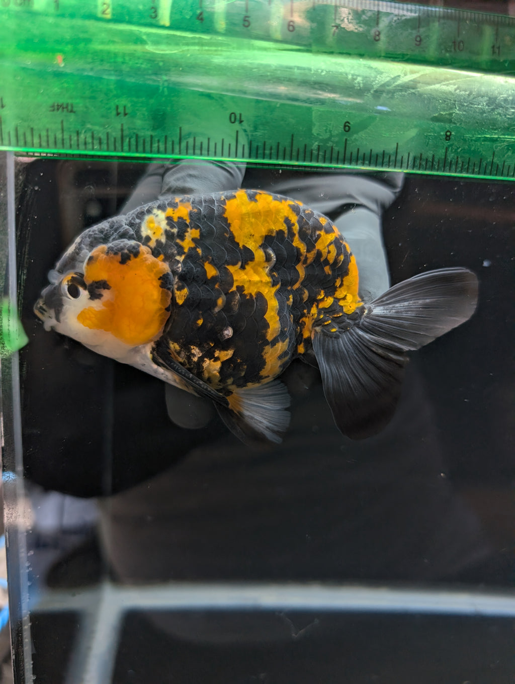Thai Jumbo Ranchu *Special Color Tiger Calico 4"-4.5" in. ID#807R9A-001 Please See Notes.