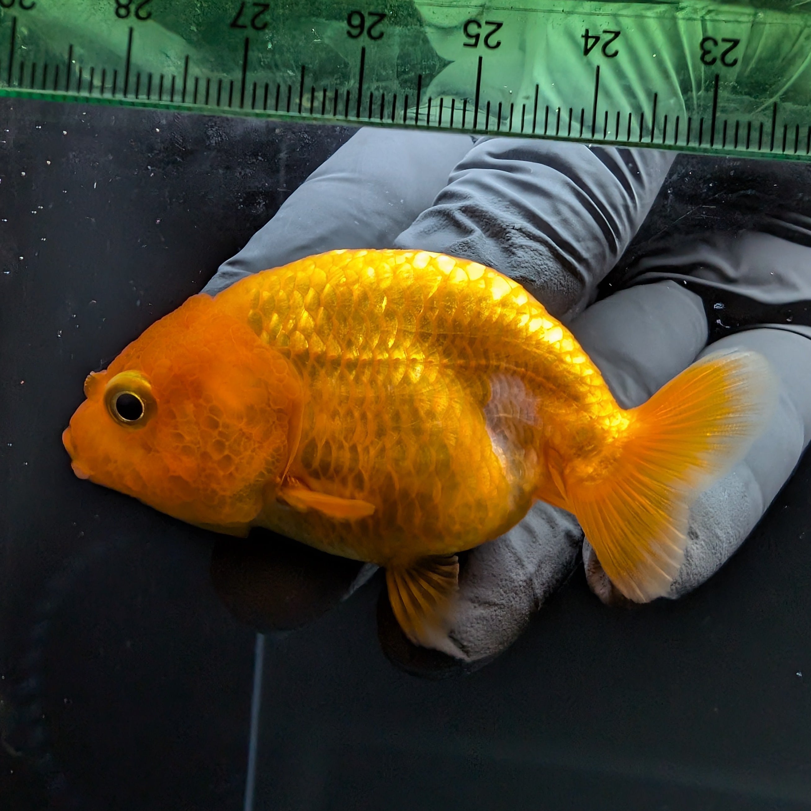 Ranchu Red White 2.5"-3" in. ID#724R4A-022
