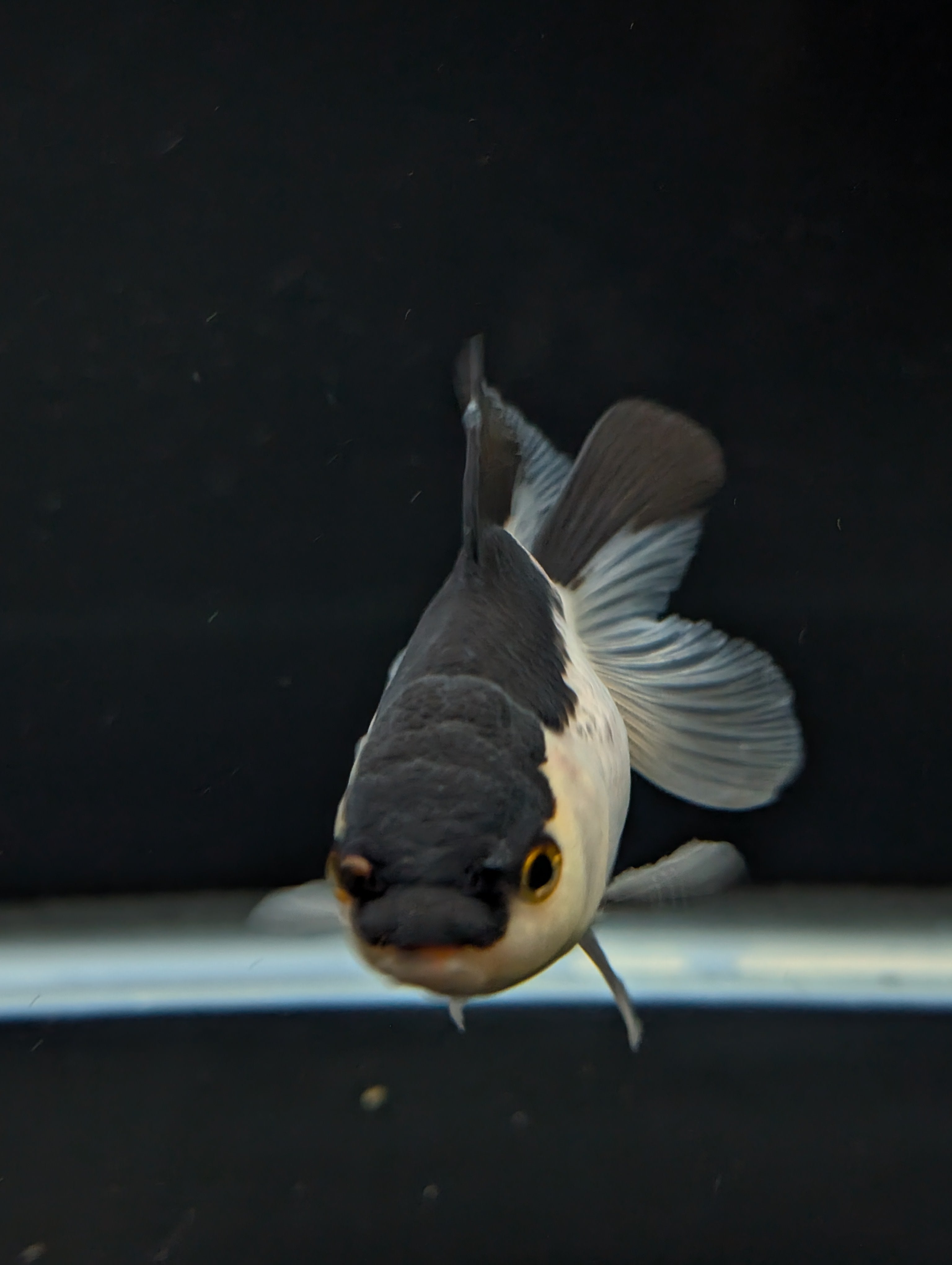 Thai Juvenile Oranda Panda 3"-3.5" in.  ID#717T1A-002