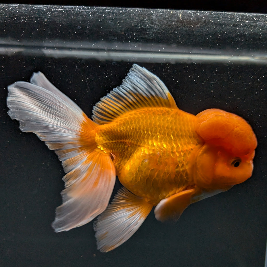 Jumbo Oranda Red White 6.5"-7"in.  ID#515T5B-002
