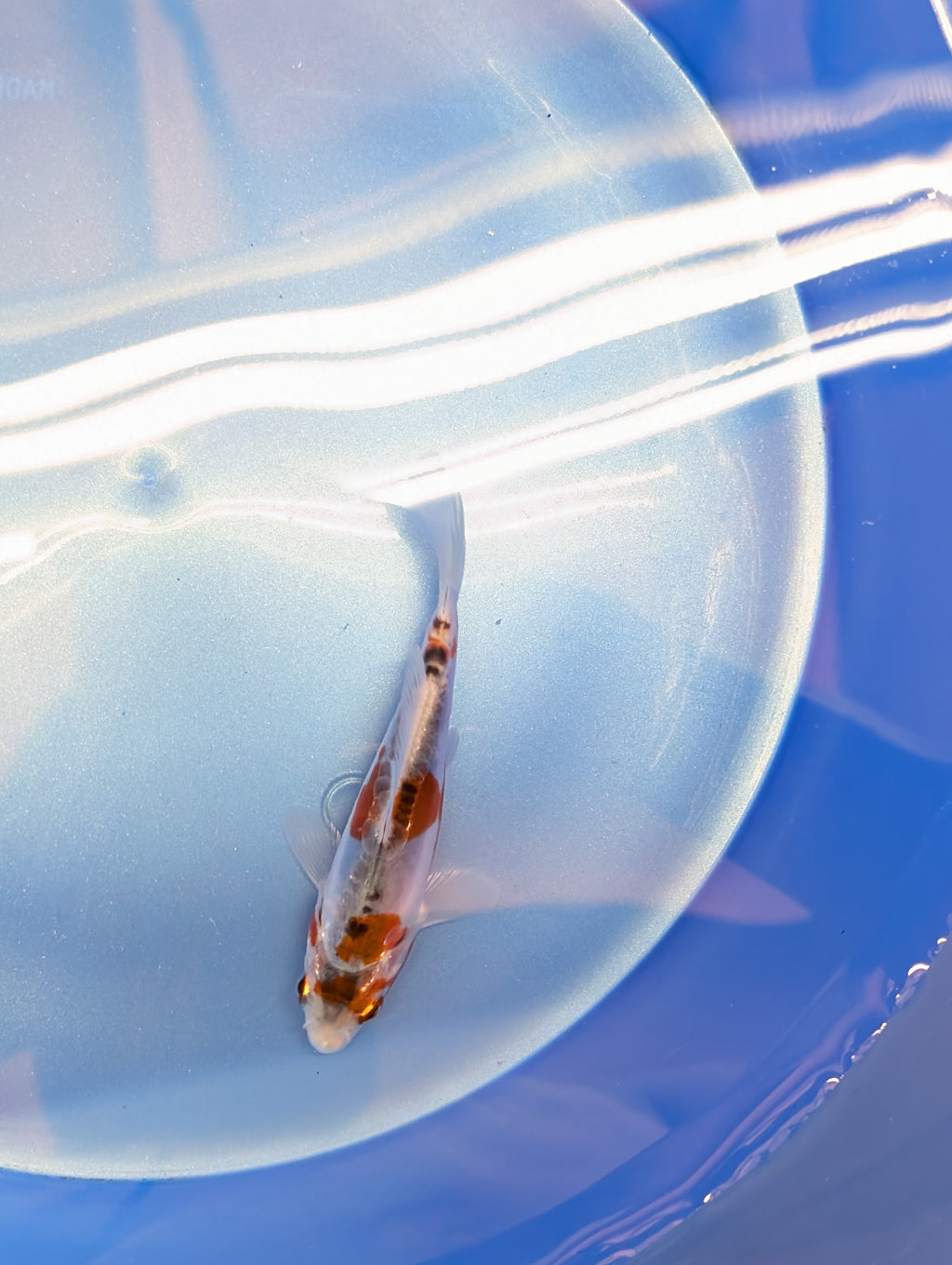 Shusui Koi  4"in. ID#806BFK-015