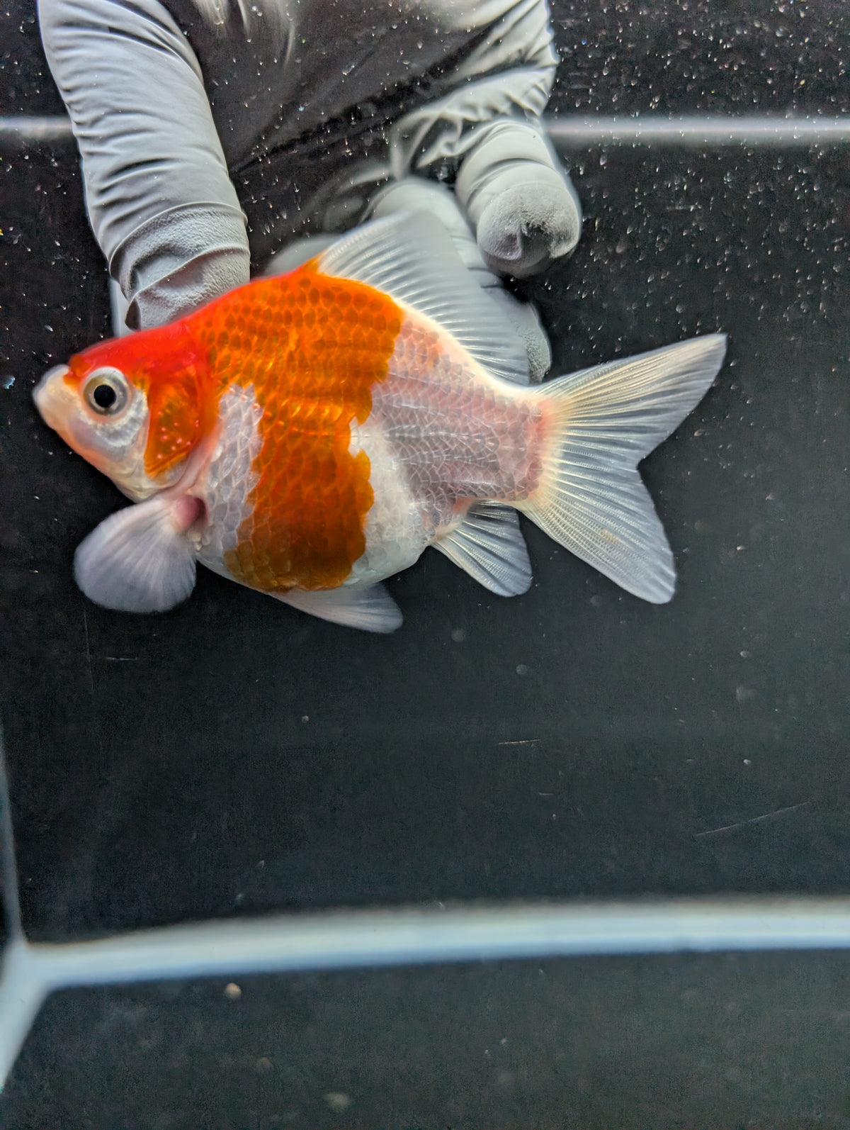 Tamasaba Red White 3"-3.5" in. ID#1009TM1B-008