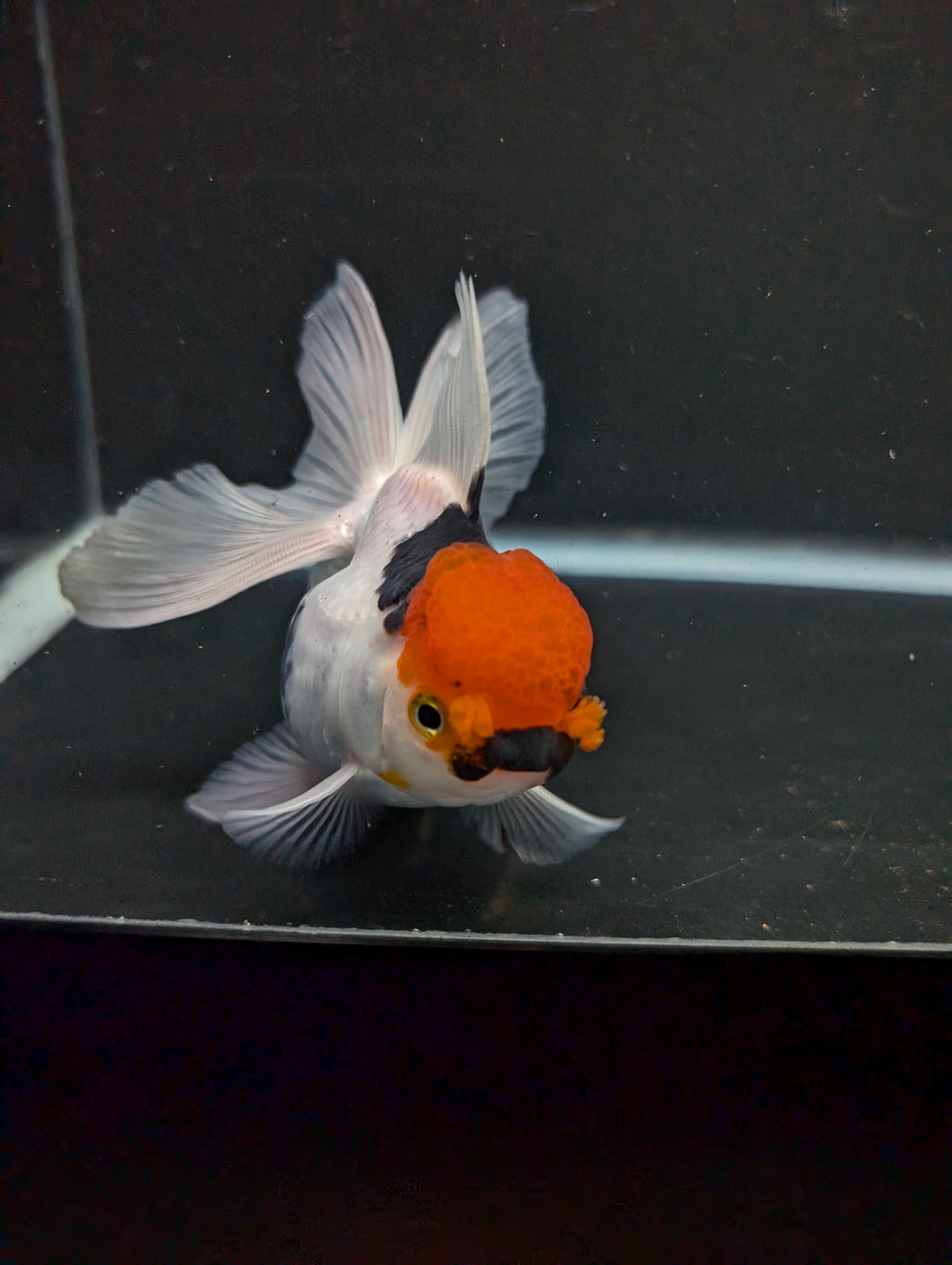 Thai Oranda Tricolor 4"-4.5"in.  ID#1016T1A-006