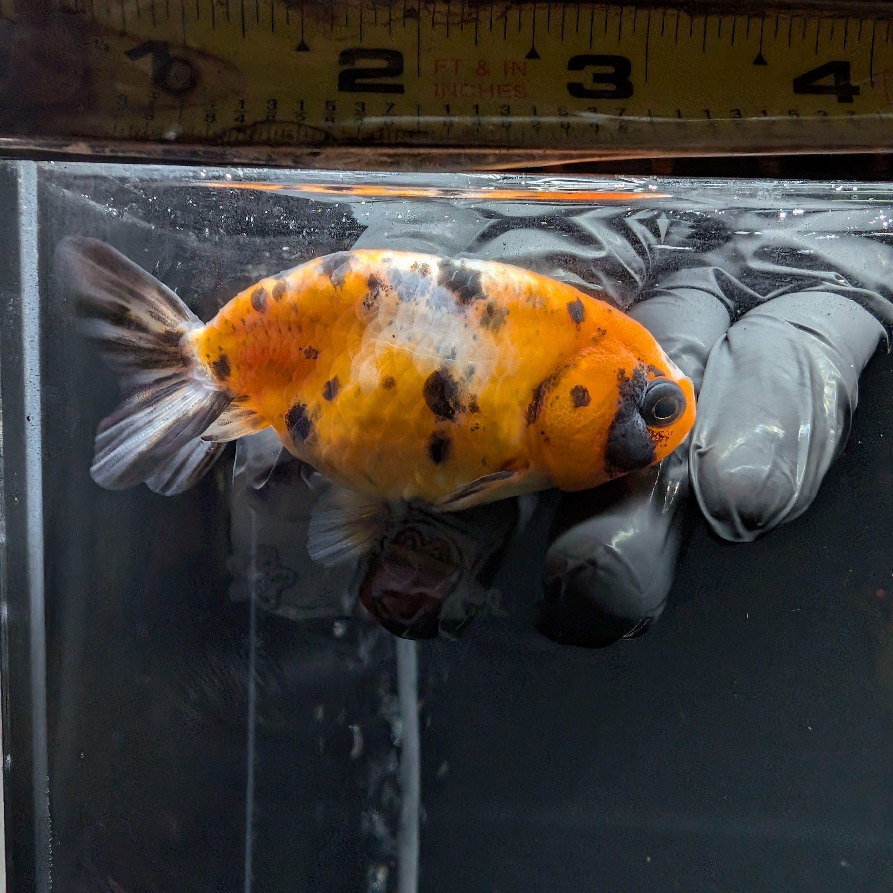 Ranchu Calico 3"-3.5" in. ID#515R4A-019