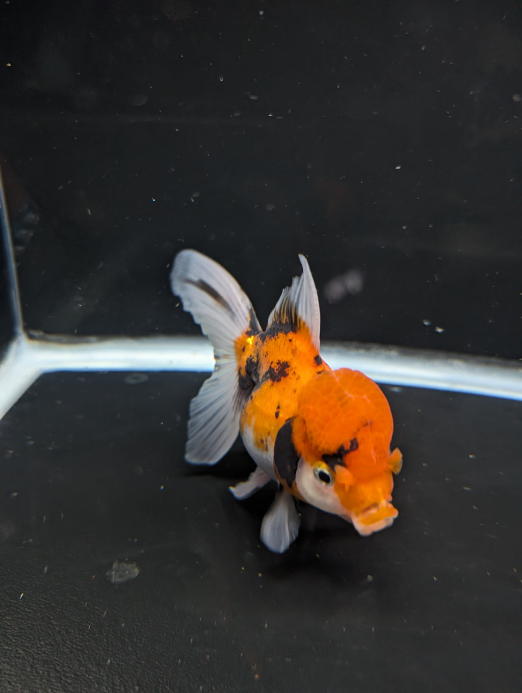 Thai Oranda Tricolor 4"-4.5"in.  ID#1023T1A-025