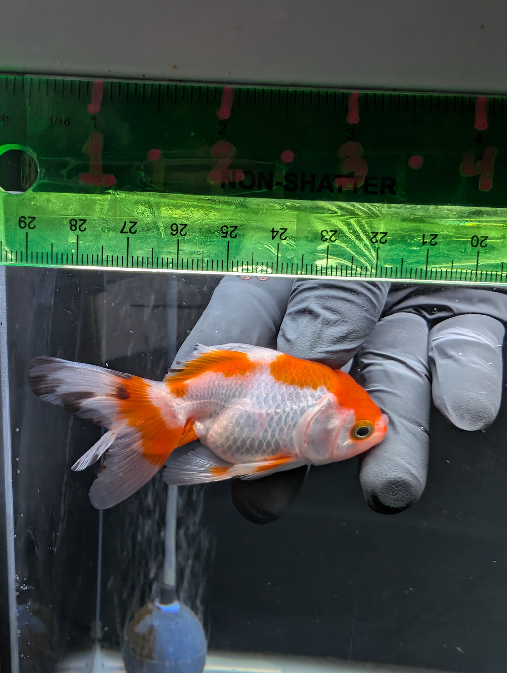 Juvenile Oranda  Red White 3"-3.5"in.  ID#619T1A-018