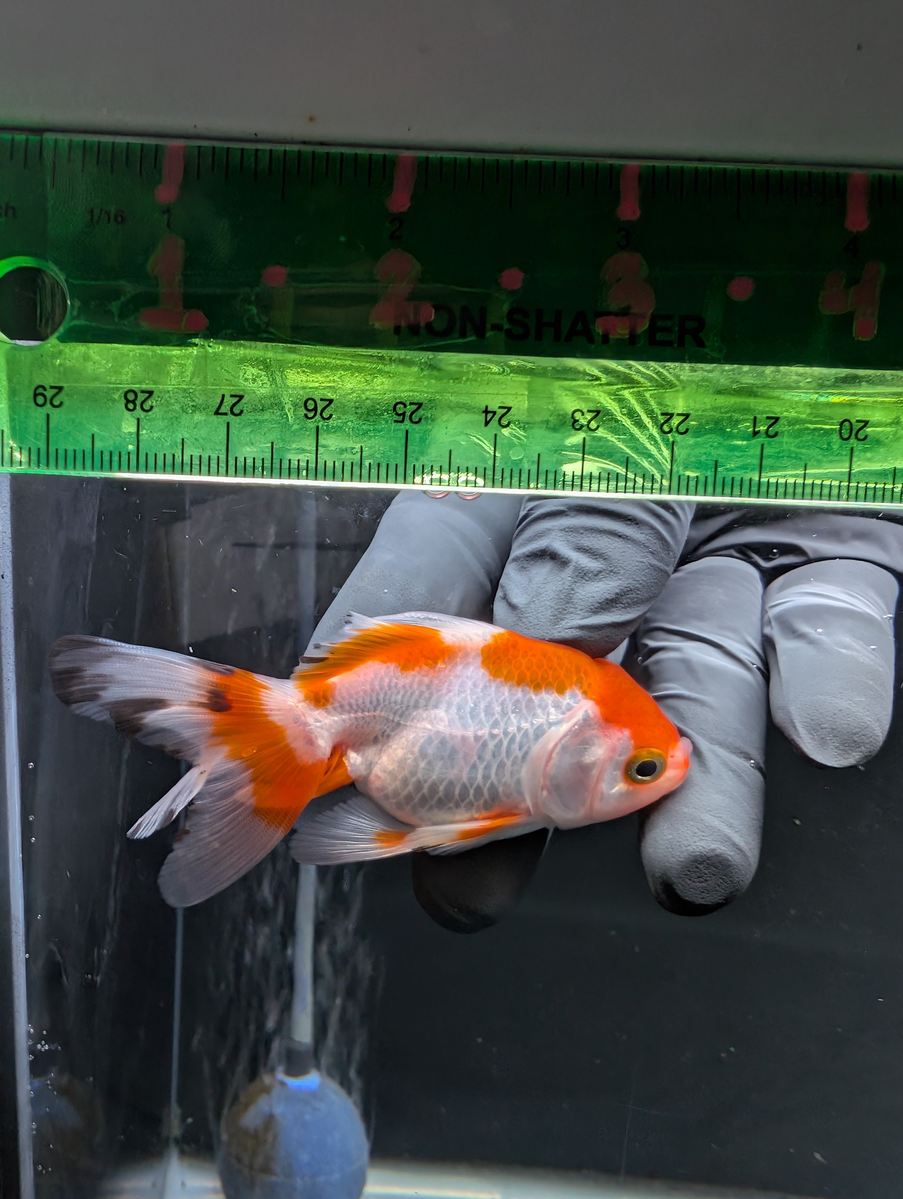Juvenile Oranda  Red White 3"-3.5"in.  ID#619T1A-018