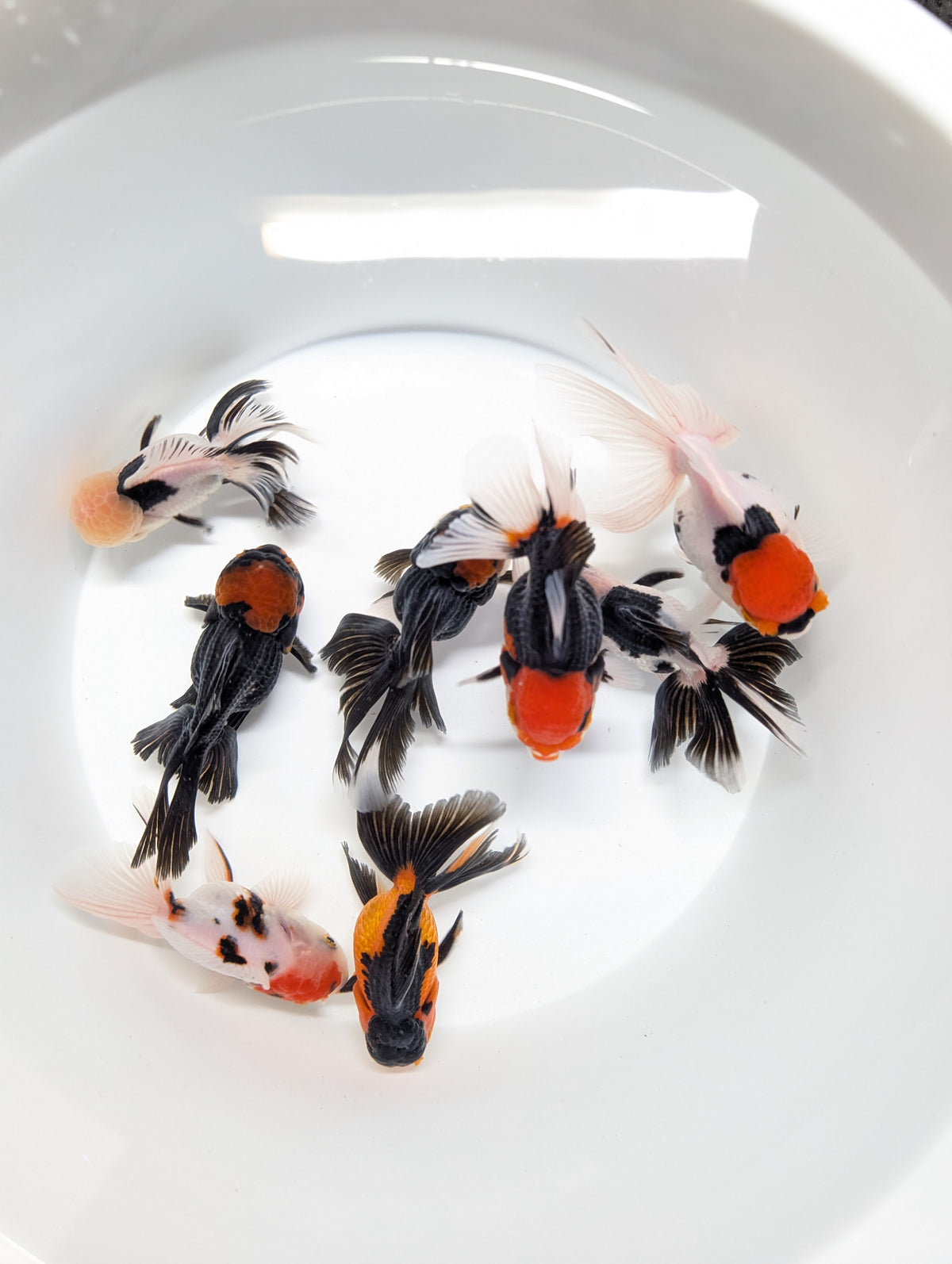 Single - Thai Oranda Mix Color - Tricolor, Panda, Red Black  3.5"-4" in. *Assorted Dealers Choice