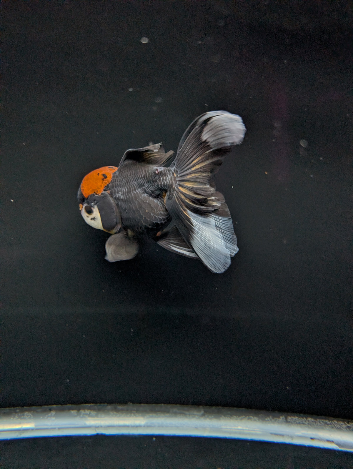 Thai Oranda Tricolor 4"-4.5"in.  ID#1023T1A-021