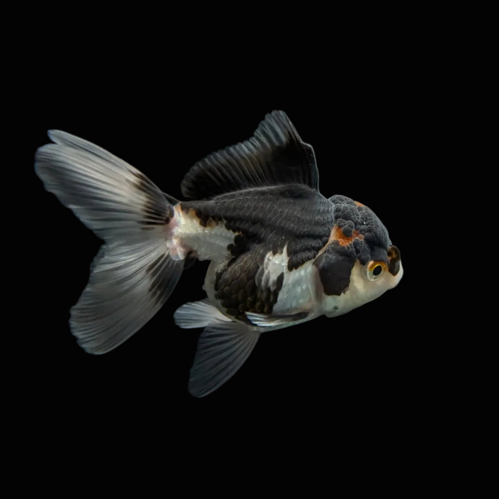 Juvenile Oranda Panda 3.5"-4" in.  ID#320T13b-004