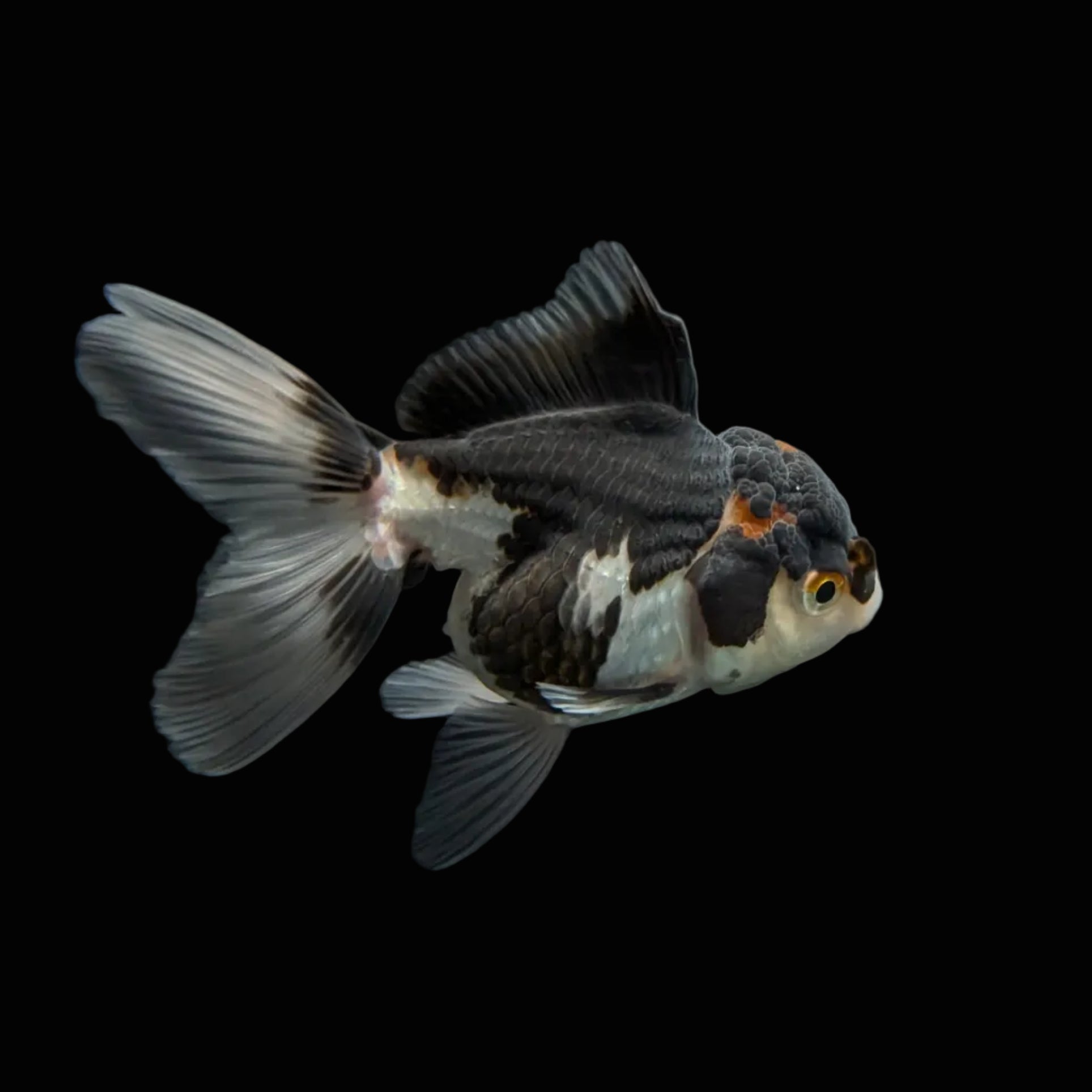 Juvenile Oranda Panda 3.5"-4" in.  ID#320T13b-004