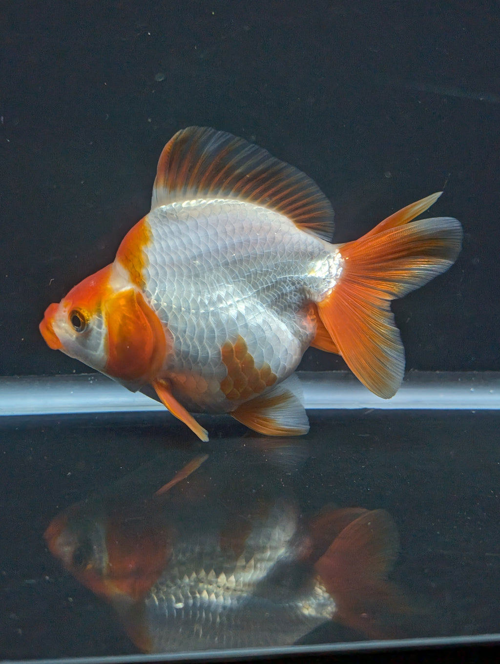 Jumbo Ryukin Short Tail Red White 4.5" in. ID#828STR5B-001