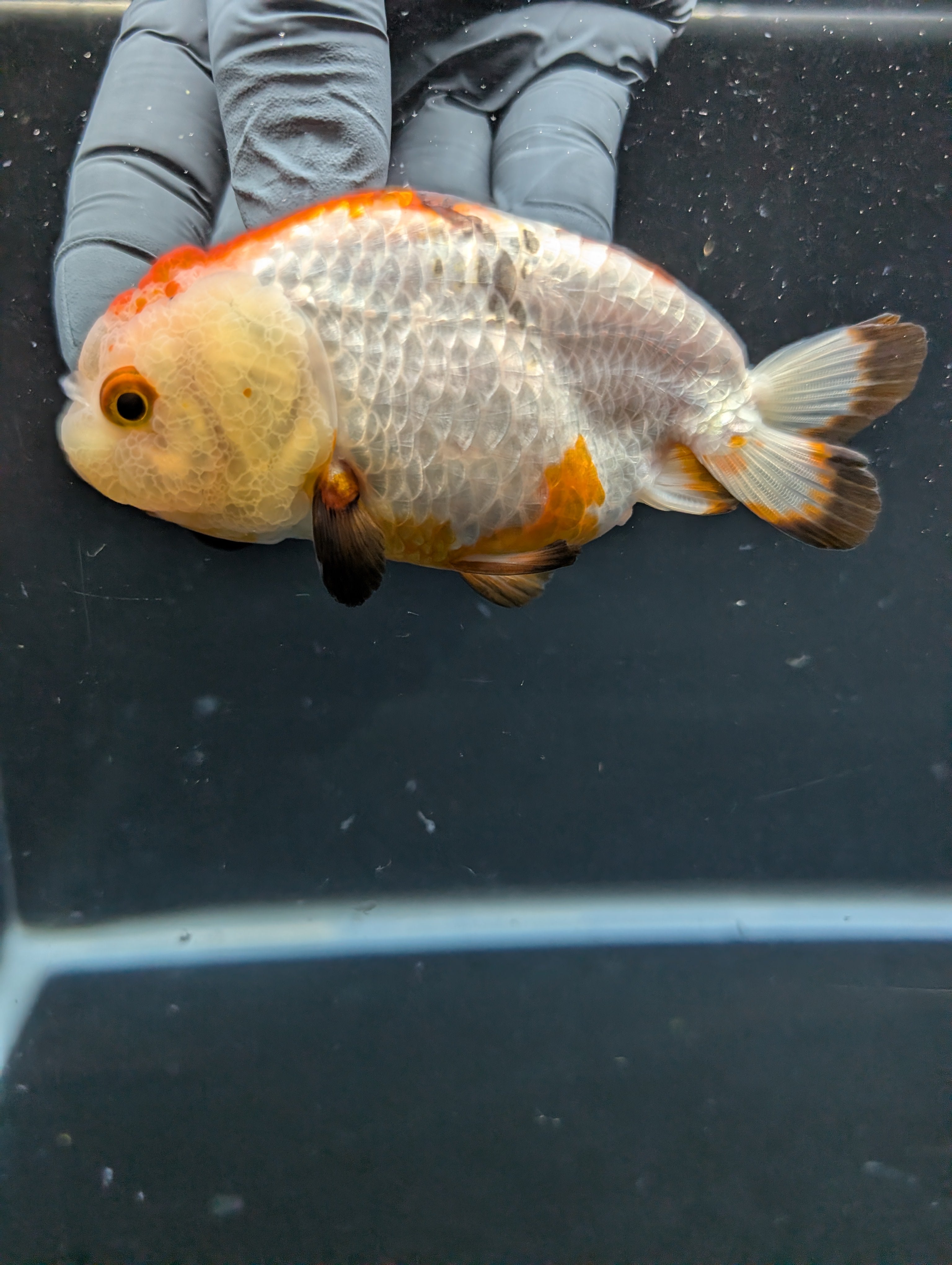 Ranchu Tricolor 4"in. ID#828R4A-027