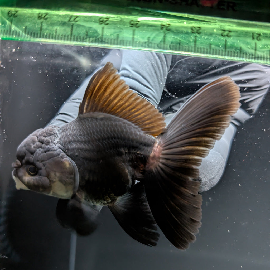 Thai Juvenile Oranda Panda Black 3"-3.5" in.  ID#724T1A-030