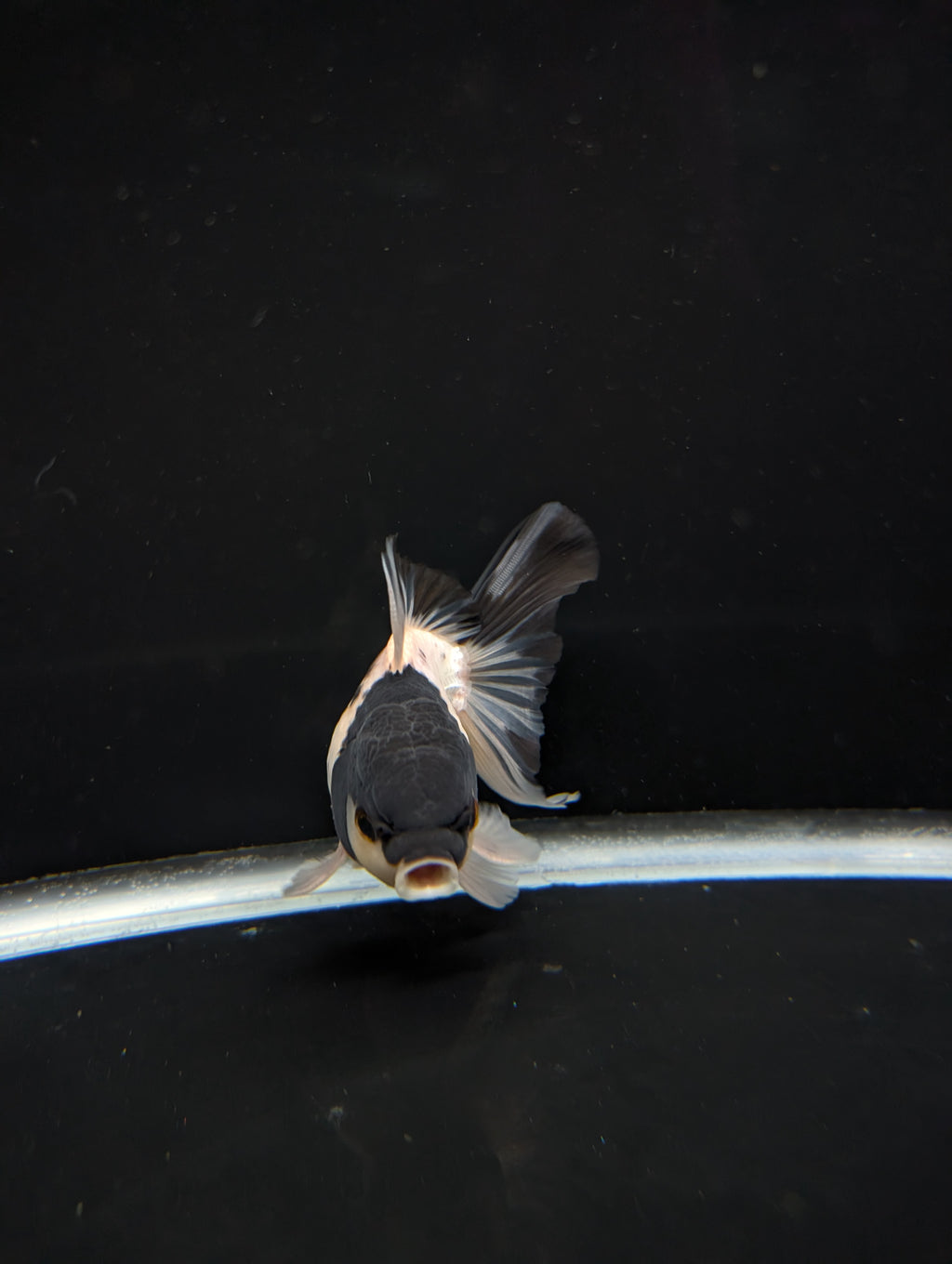 Thai Oranda Panda 4"-4.5"in.  ID#1023T1A-022