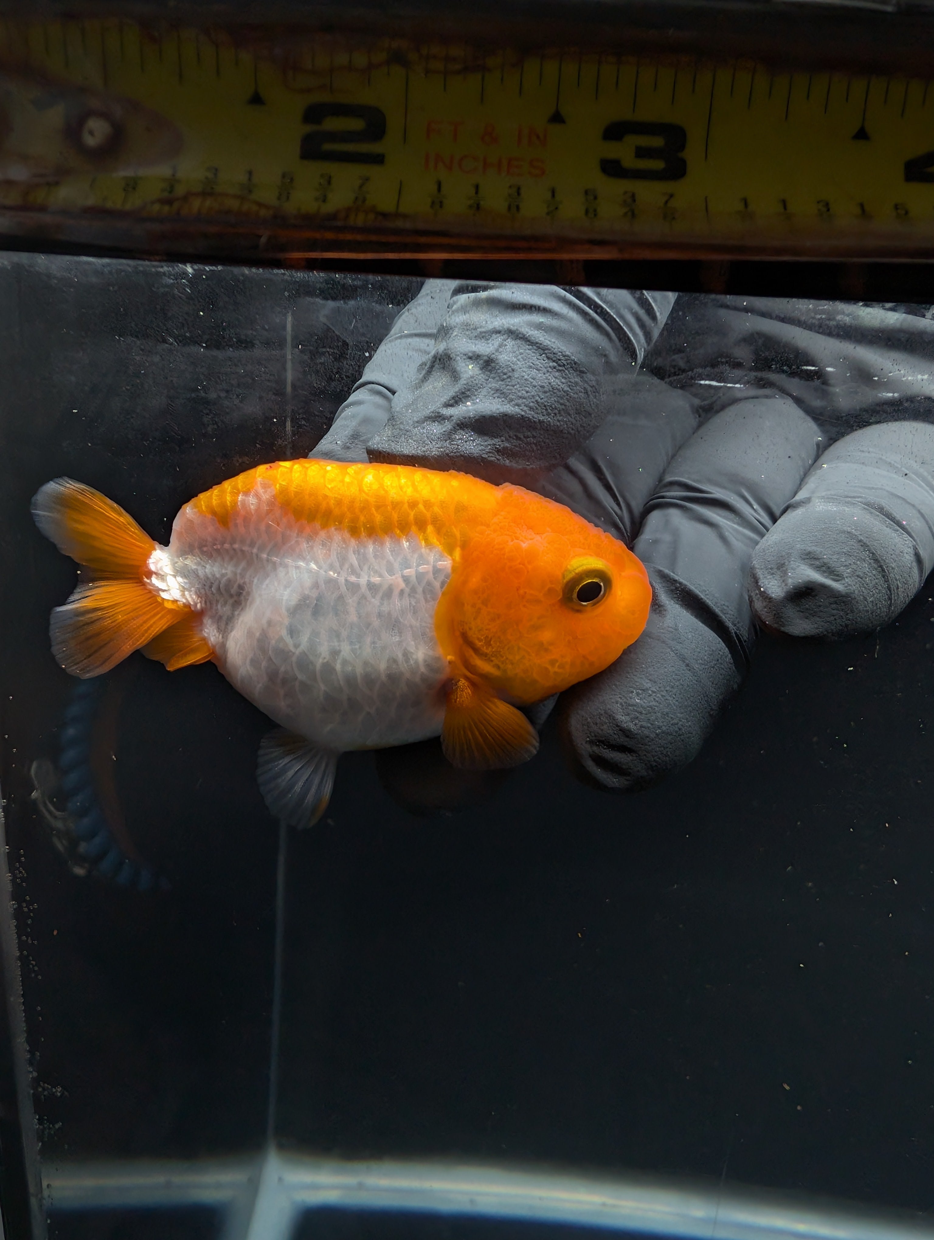 Baby Ranchu Red White 2.5"-3" in. ID#605R4A-071
