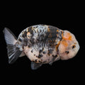 Jumbo Ranchu Kirin Calico 4.5"-5" in. ID#814R8A-024