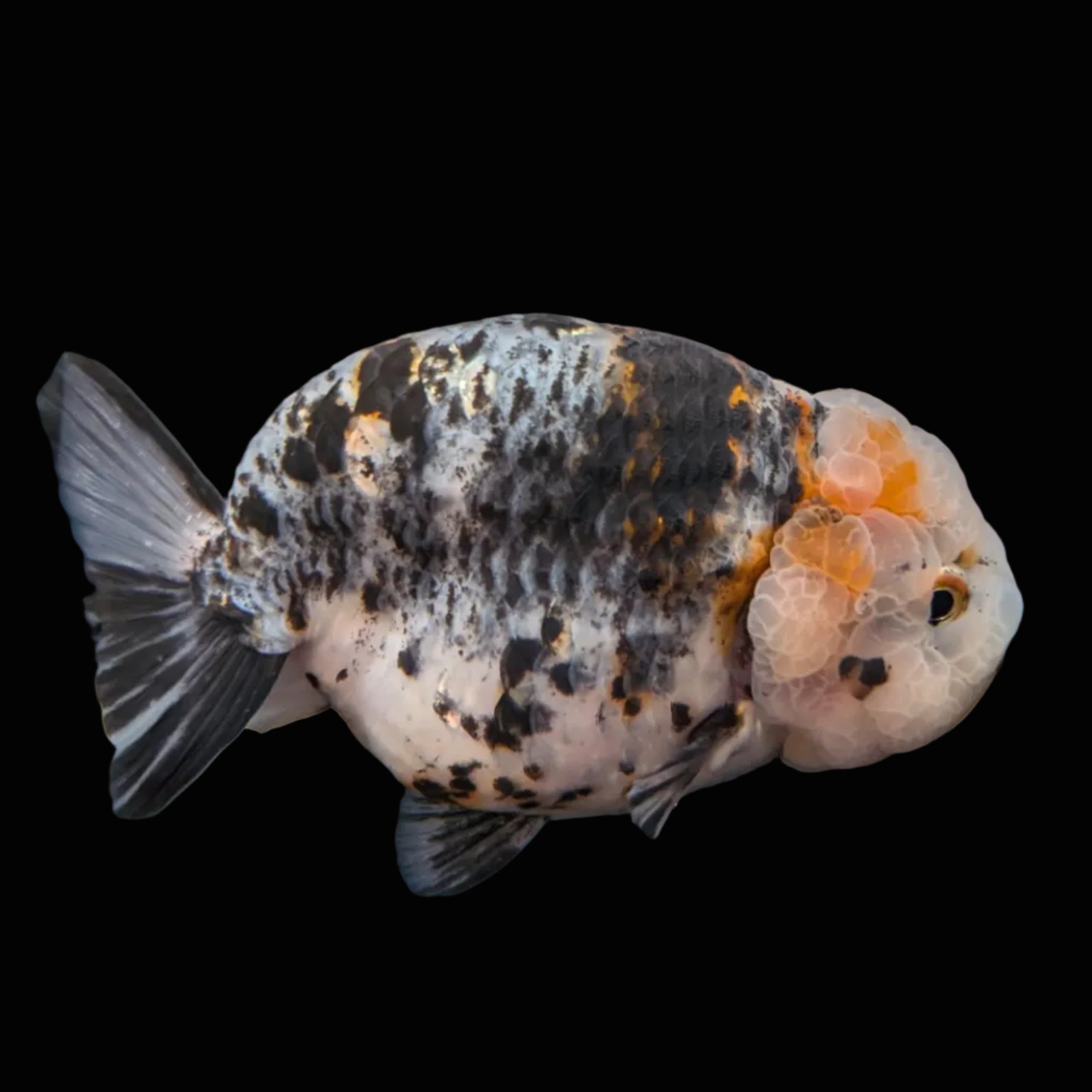 Jumbo Ranchu Kirin Calico 4.5"-5" in. ID#814R8A-024