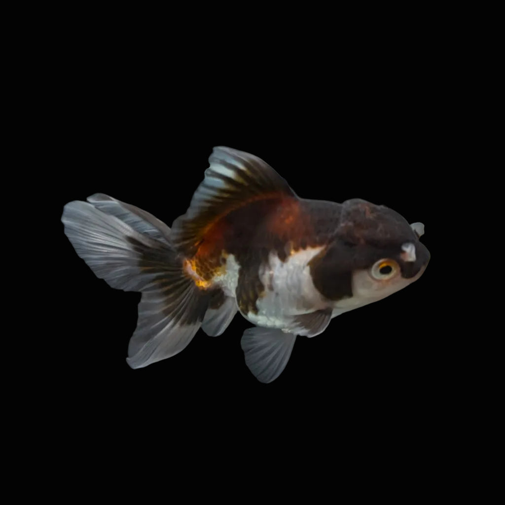 Juvenile Oranda Panda  3.5"-4" in.  ID#327T13b-040