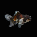 Juvenile Oranda Panda  3.5"-4" in.  ID#327T13b-040