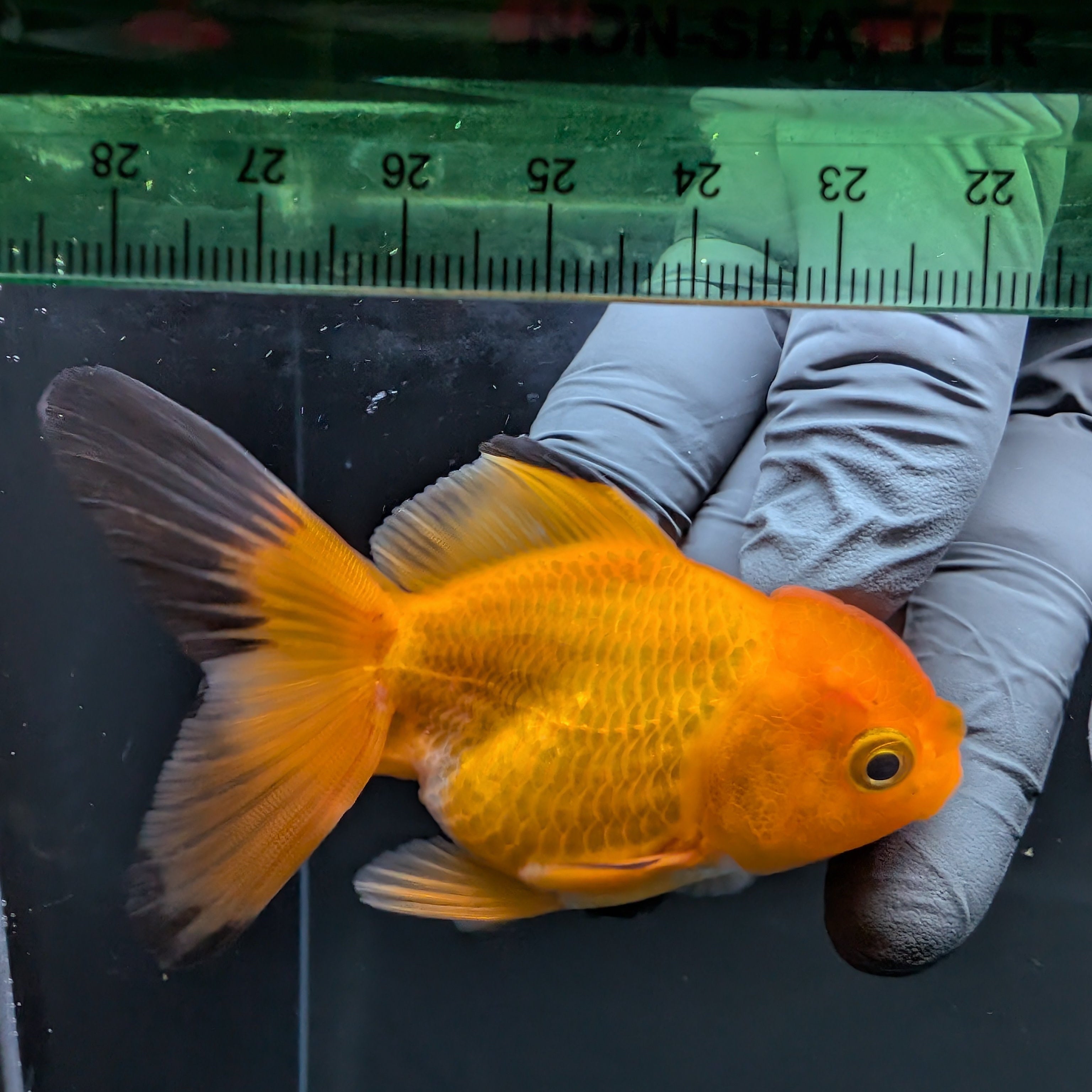 Thai Juvenile Oranda Red Black 3"-3.5" in.  ID#724T1A-023