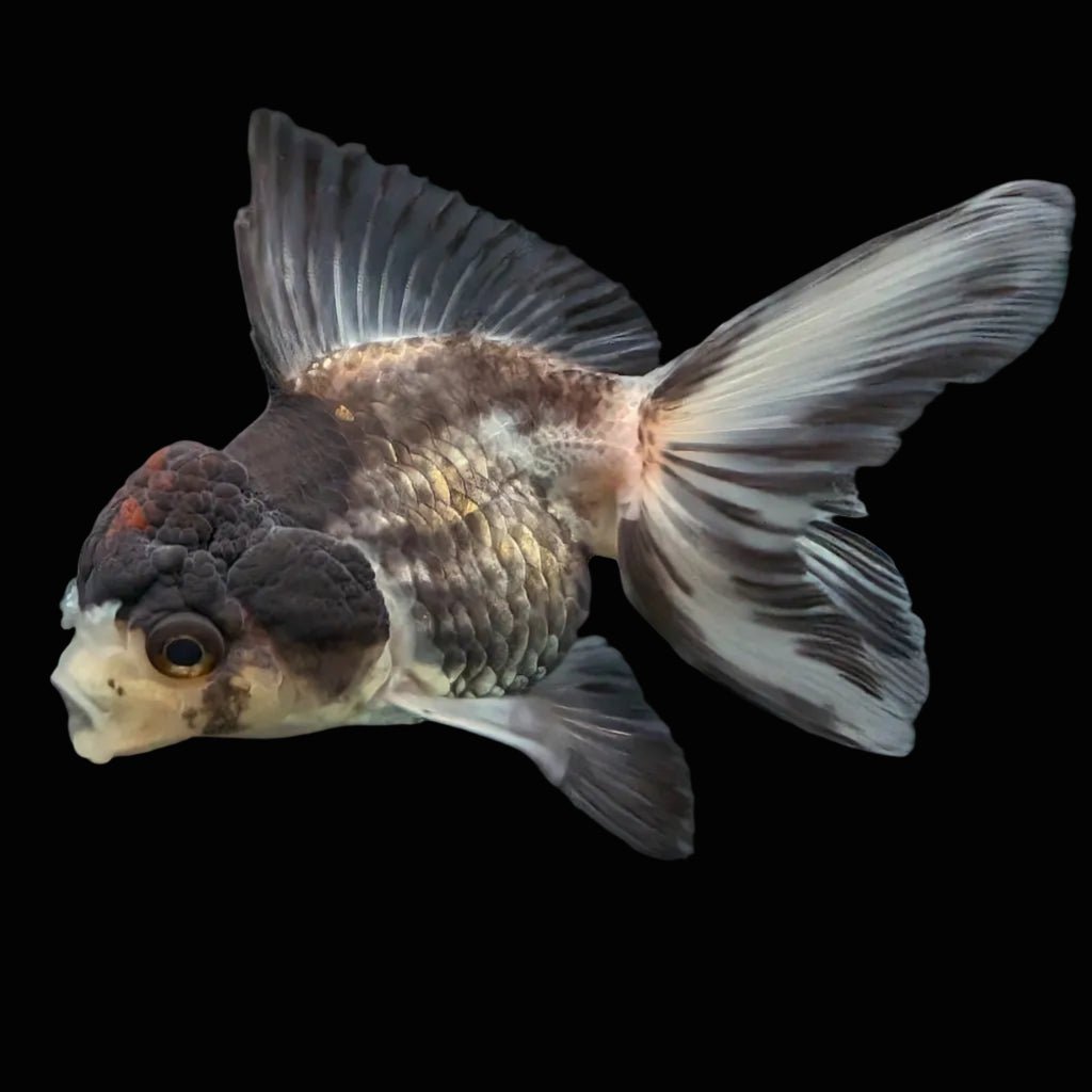 Thai Juvenile Oranda Tricolor 3"-3.5" in.  ID#724T1A-022