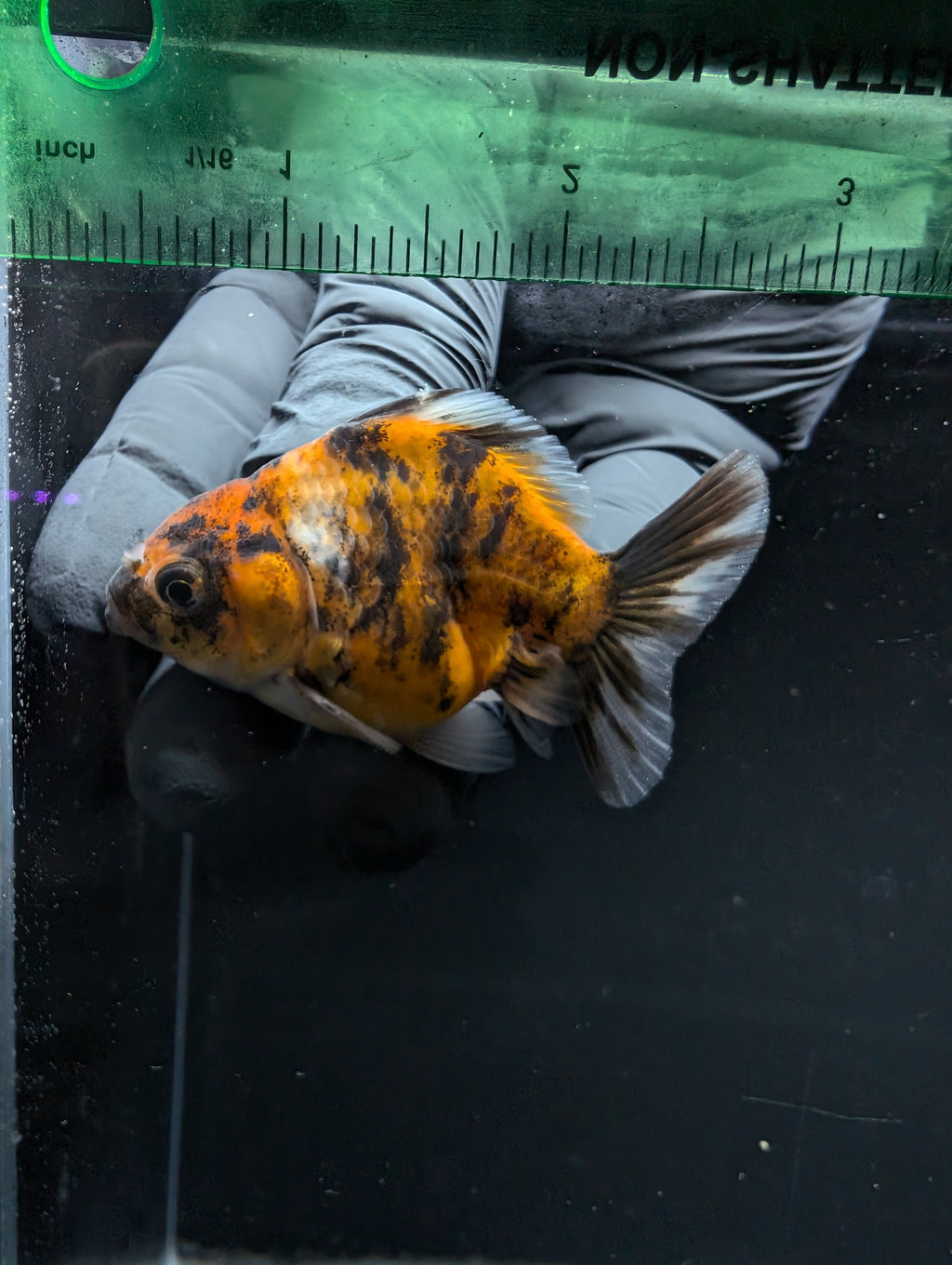 Baby Thai Shogun Oranda Tiger Calico 2"-2.5" in. ID#1016BSG11A-003