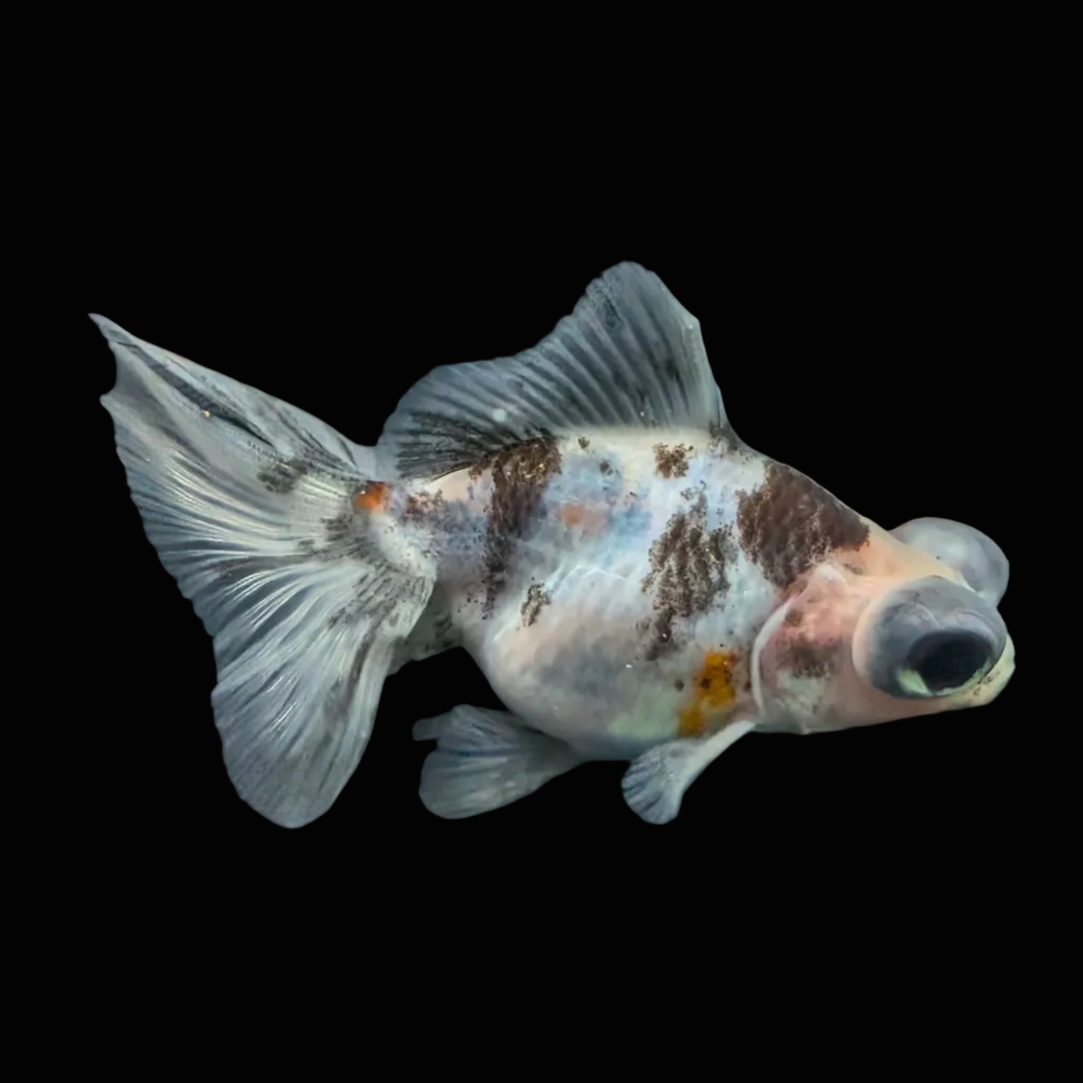 Telescope Butterfly Calico 3.5"-4" in. ID#508B4A-014