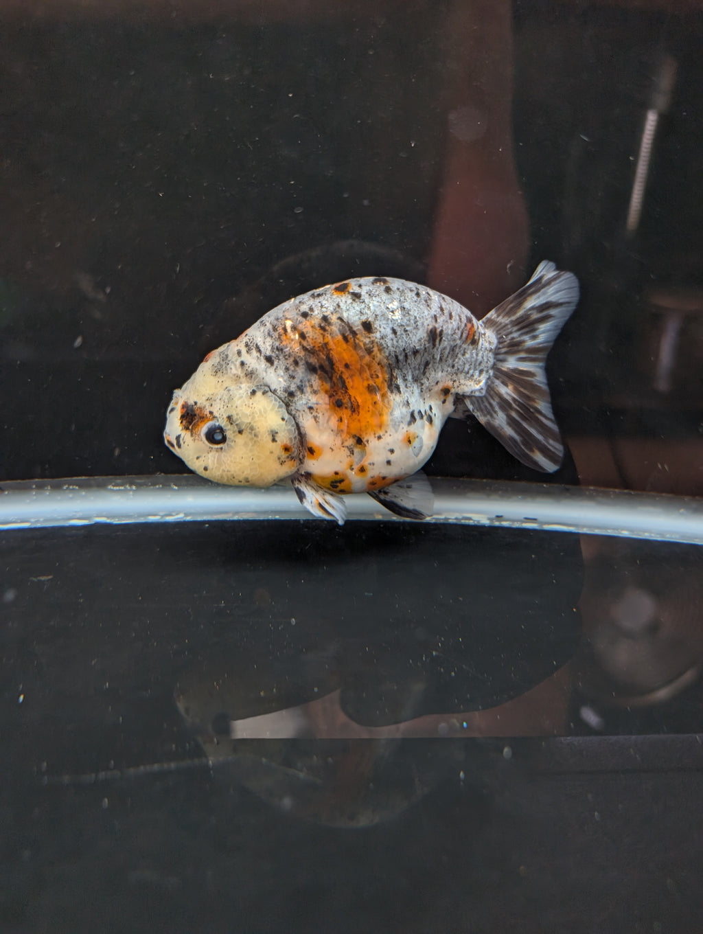 Jumbo Ranchu Kirin Calico 4.5"-5" in. ID#814R8A-025 Please See Notes.
